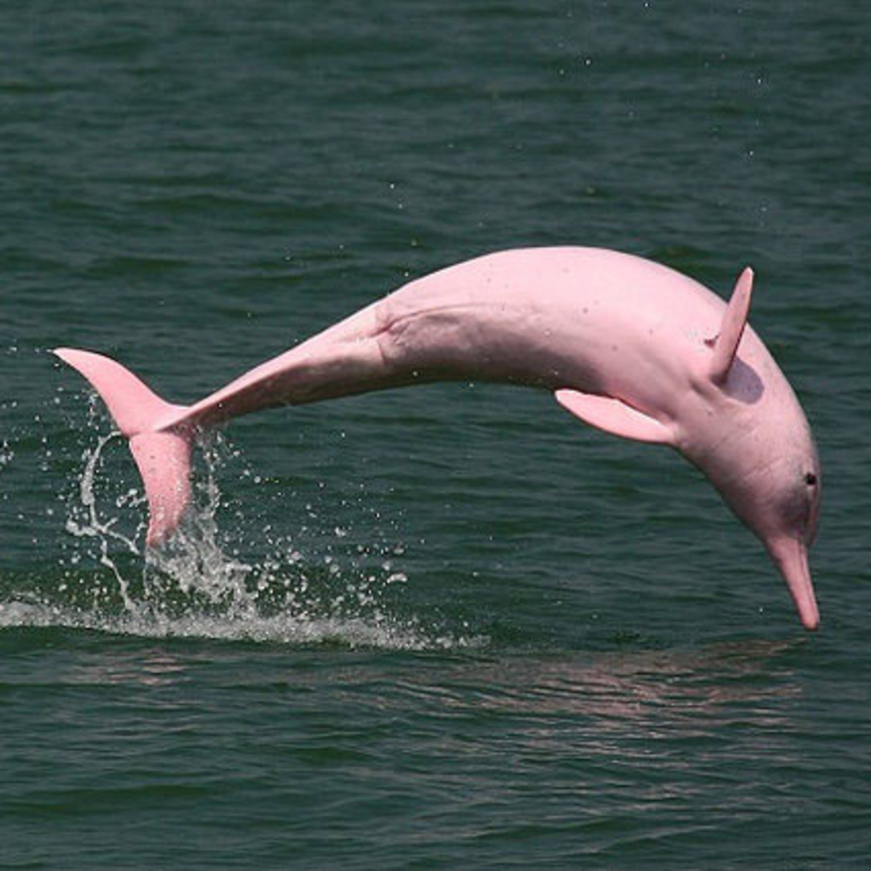 The Enchanting World of Pink Dolphins : Guardians of the Amazon  episode artwork