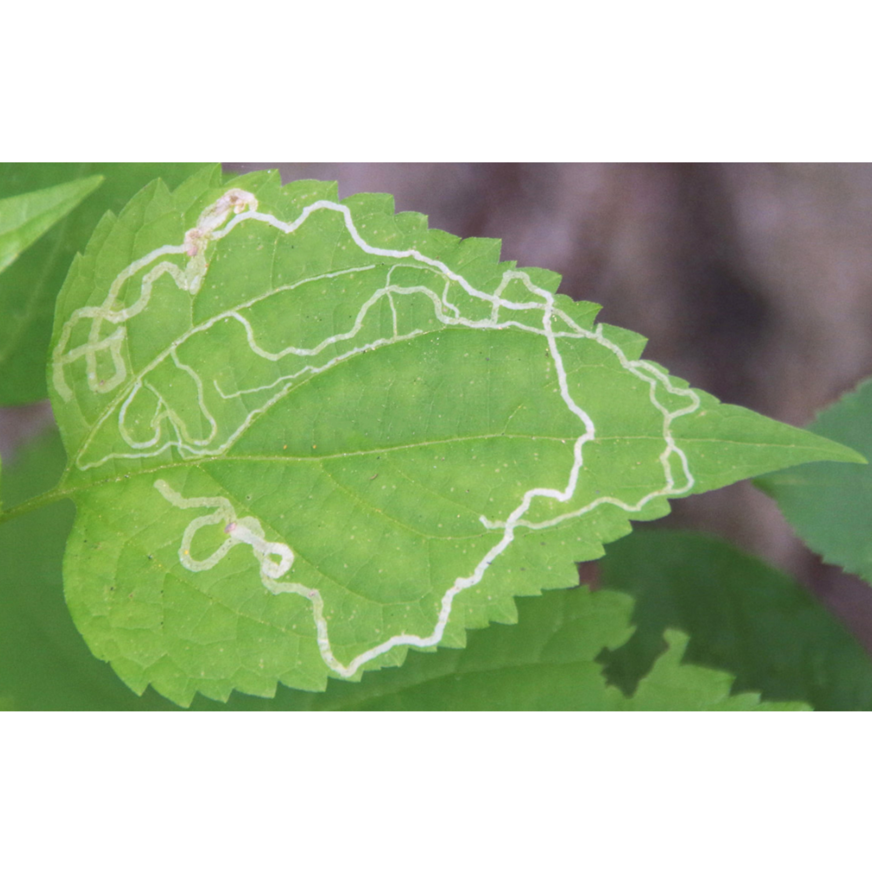 Leaf Miners : What is it and how to treat it? ☘️ episode artwork