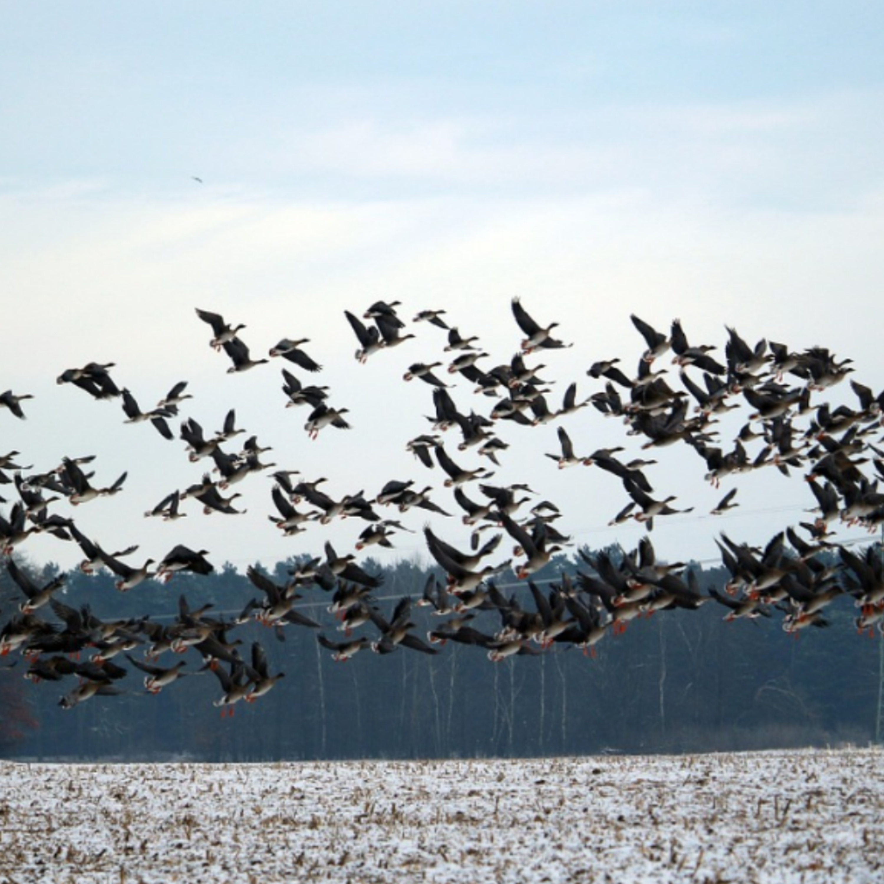 Bird Migration is one of nature's great wonders - Here's how they do it 🦩 episode artwork