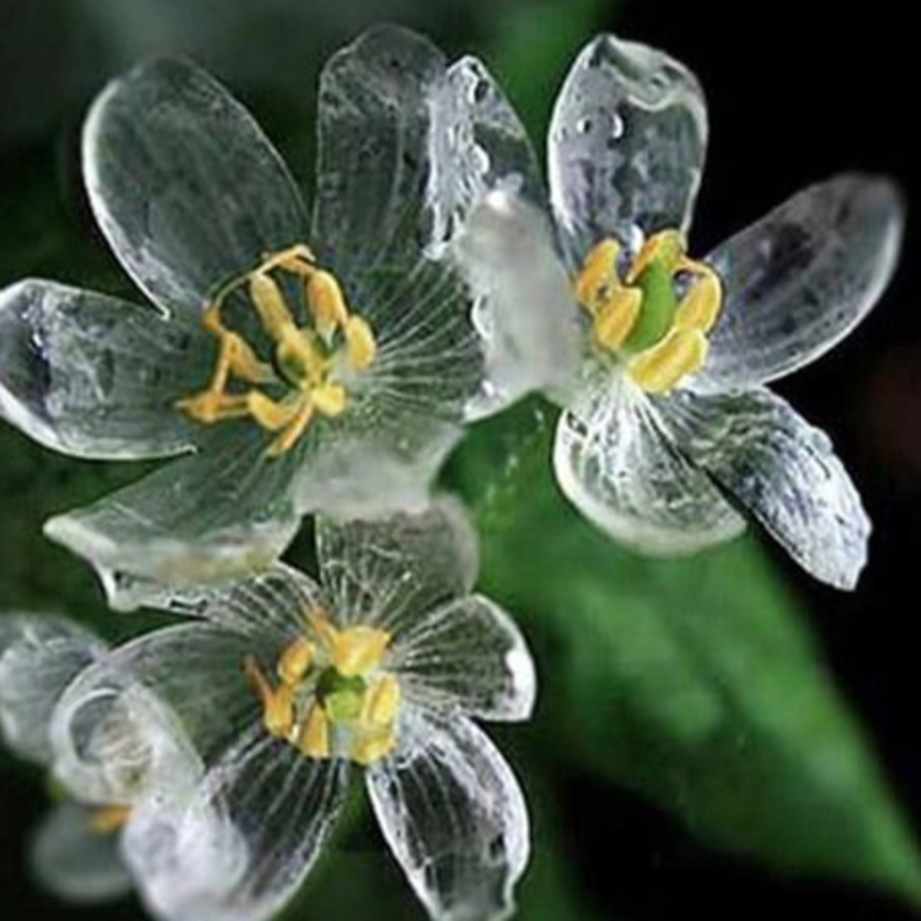 The Enigmatic Beauty of Skeleton flower  episode artwork