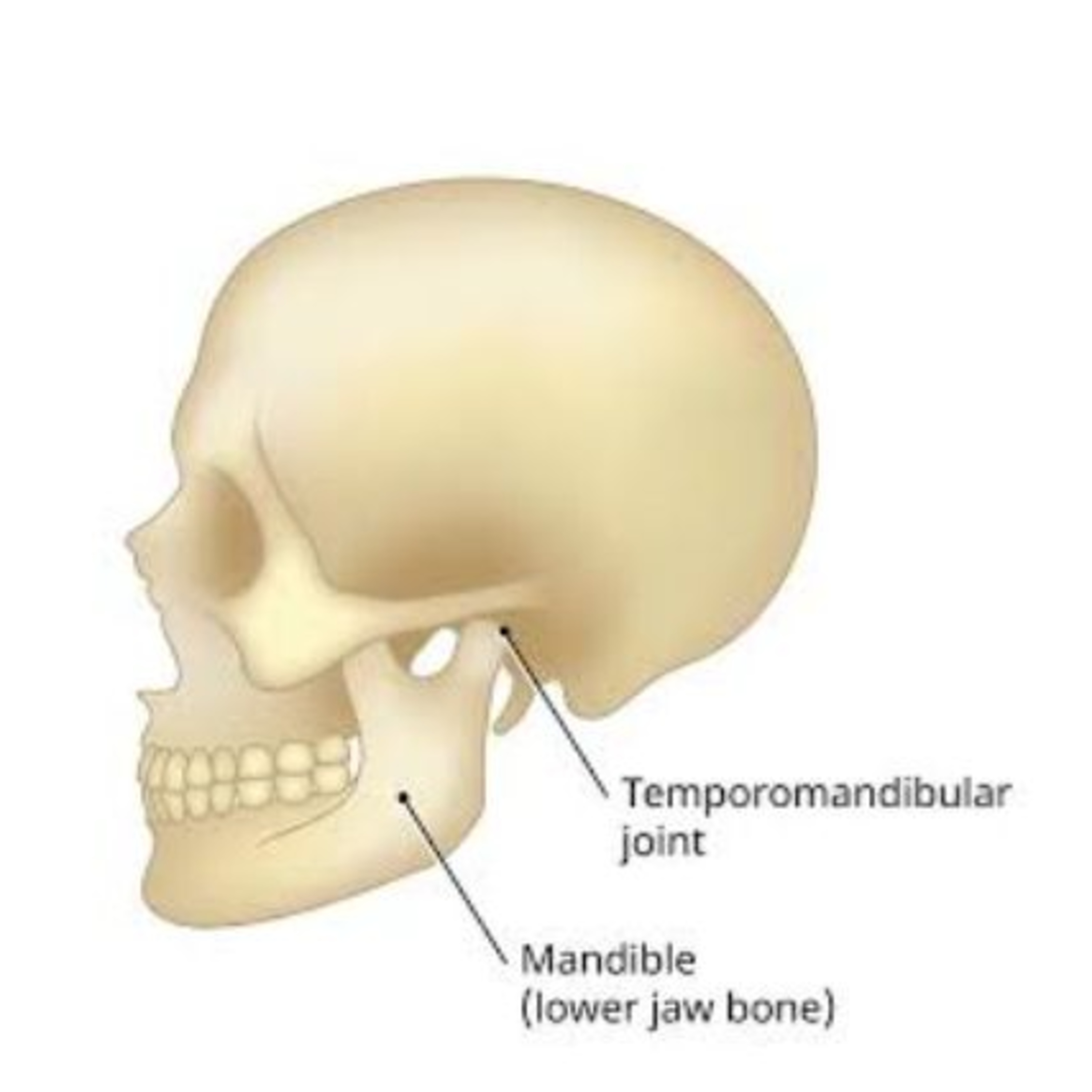 Understanding Jaw Lock : Causes, Symptoms and Treatments  episode artwork
