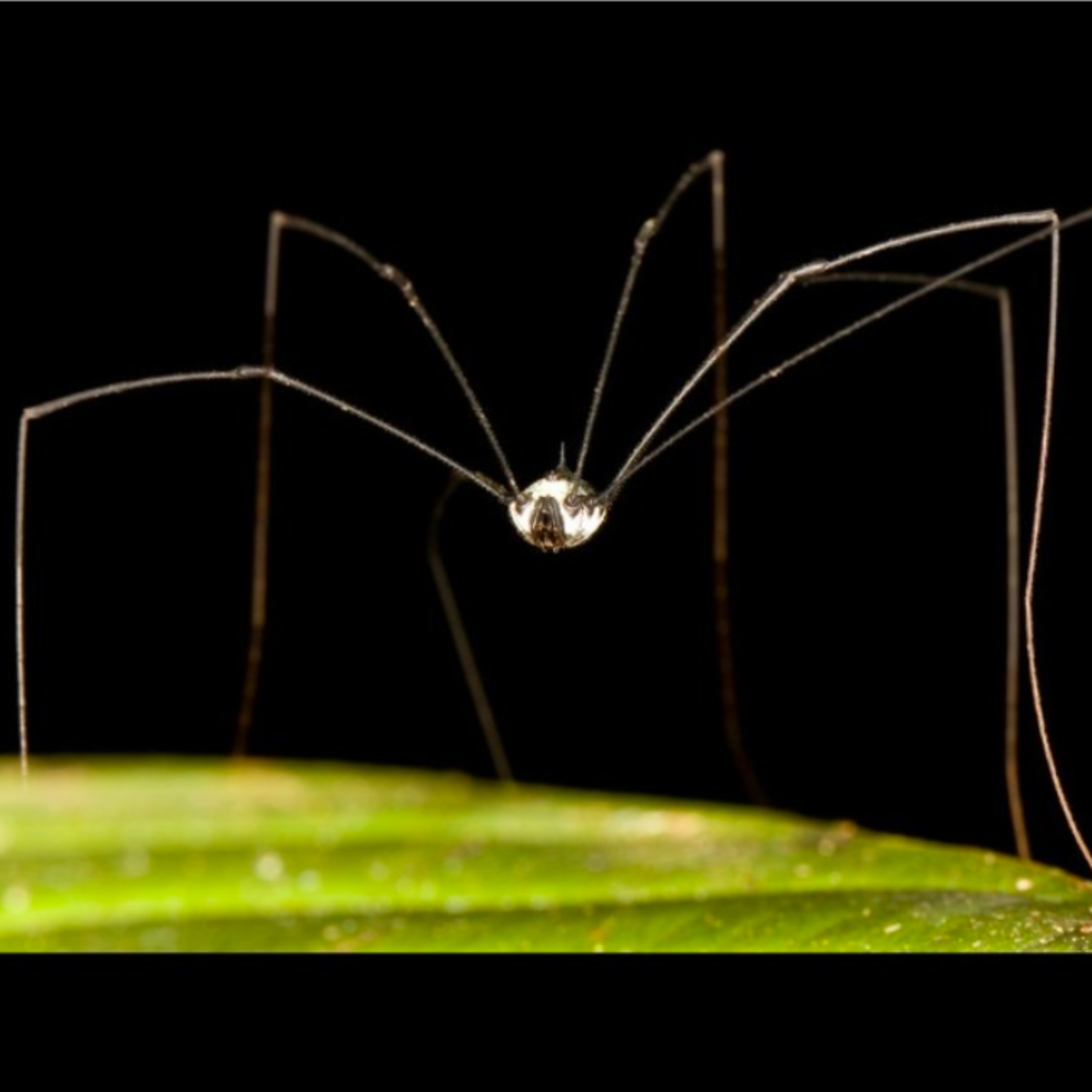 Daddy long legs : Myths, Facts and Nature's Role episode artwork