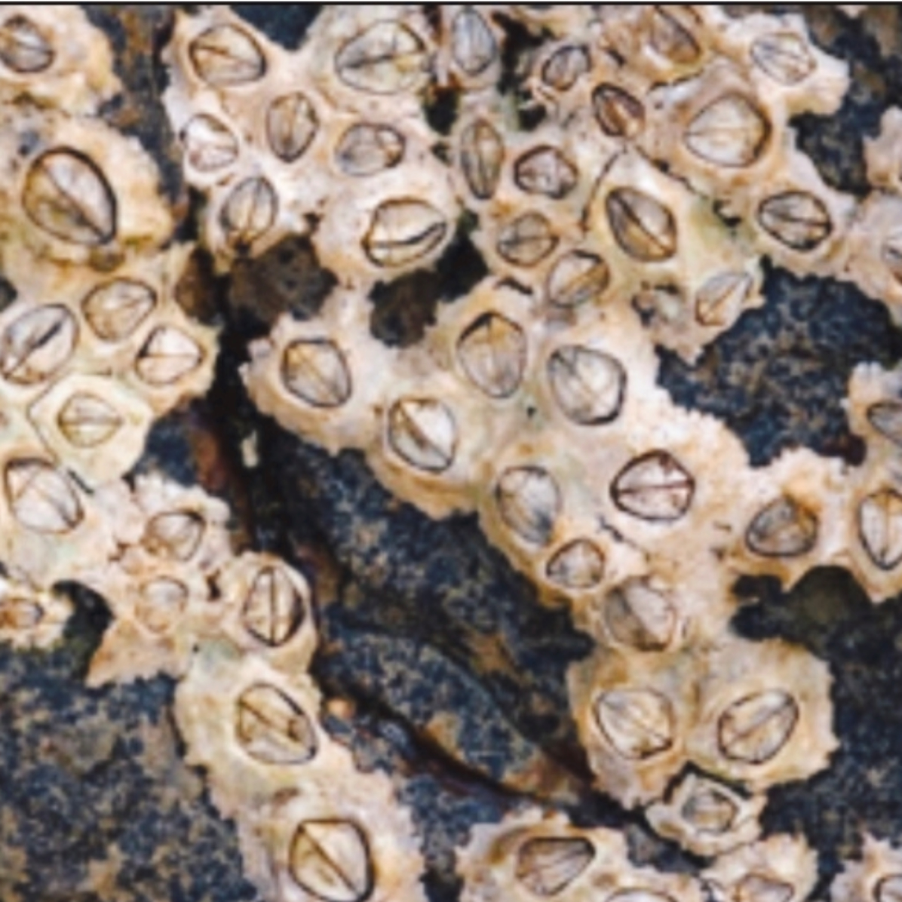 The life story of Barnacles  episode artwork