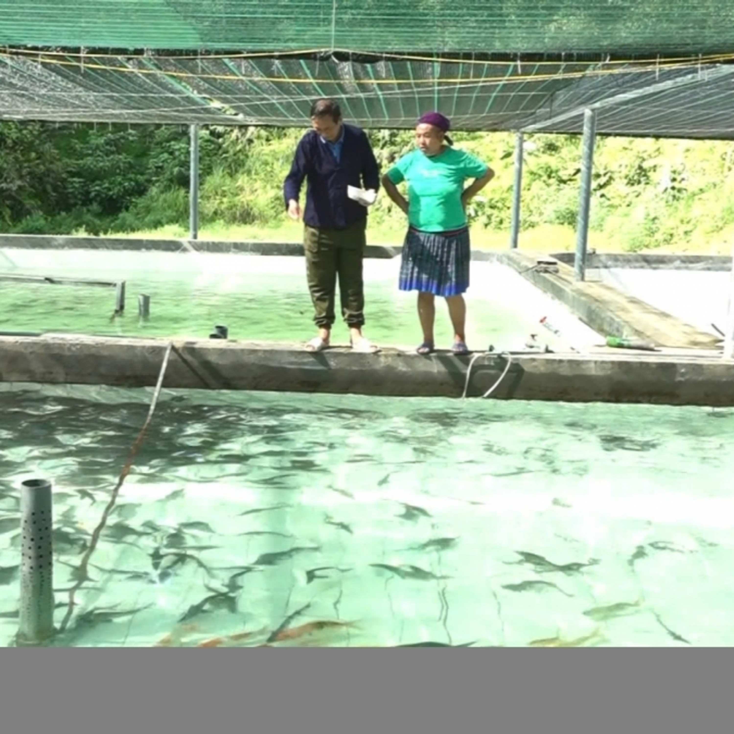 Sức sống hàng Việt - Người Mông vùng cao Yên Bái thu tiền tỷ mỗi năm từ nuôi cá tầm nước lạnh episode artwork