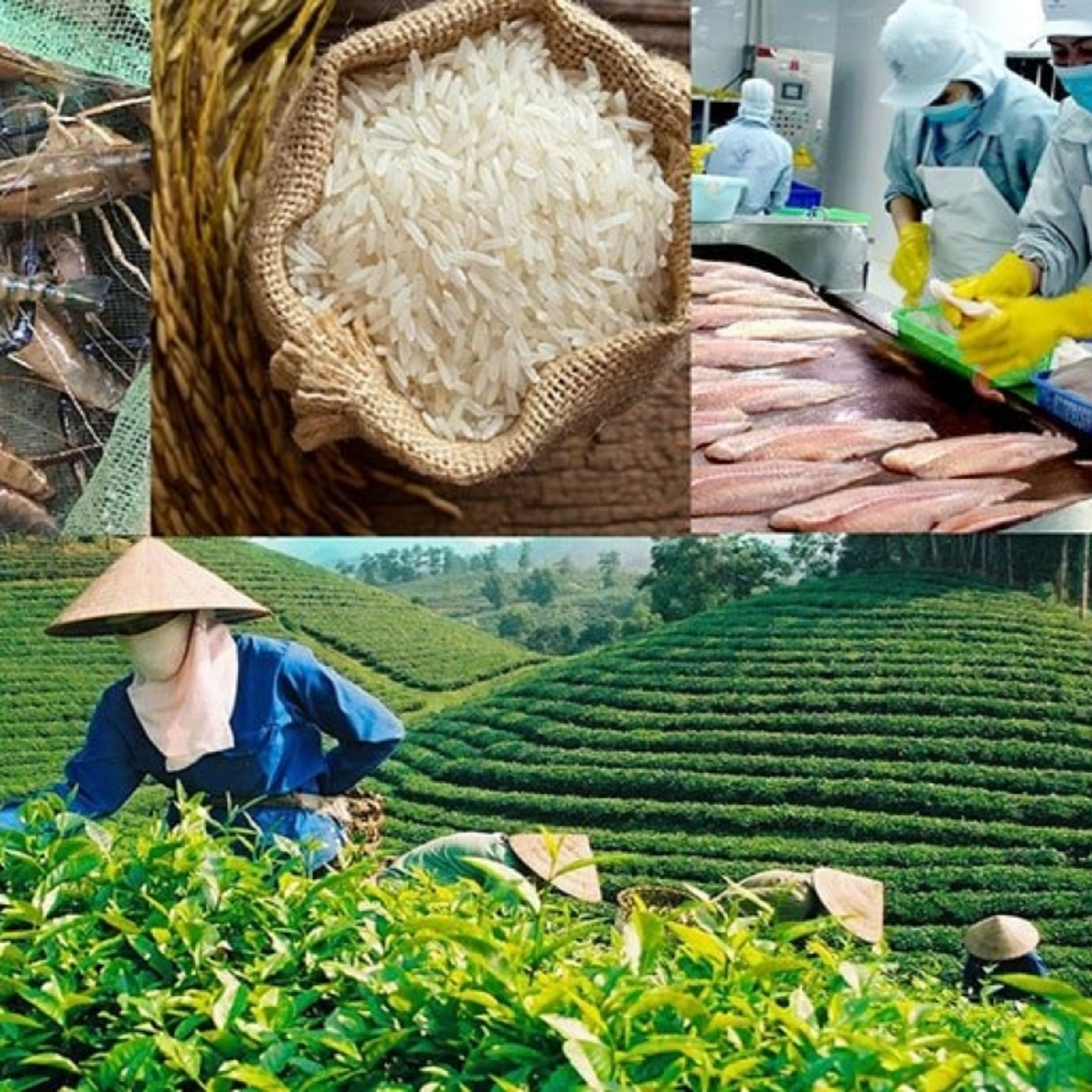 Trước giờ mở cửa - Ngân hàng nhà nước nâng quy mô tín dụng nông, lâm, thủy sản lên 185.000 tỷ đồng episode artwork