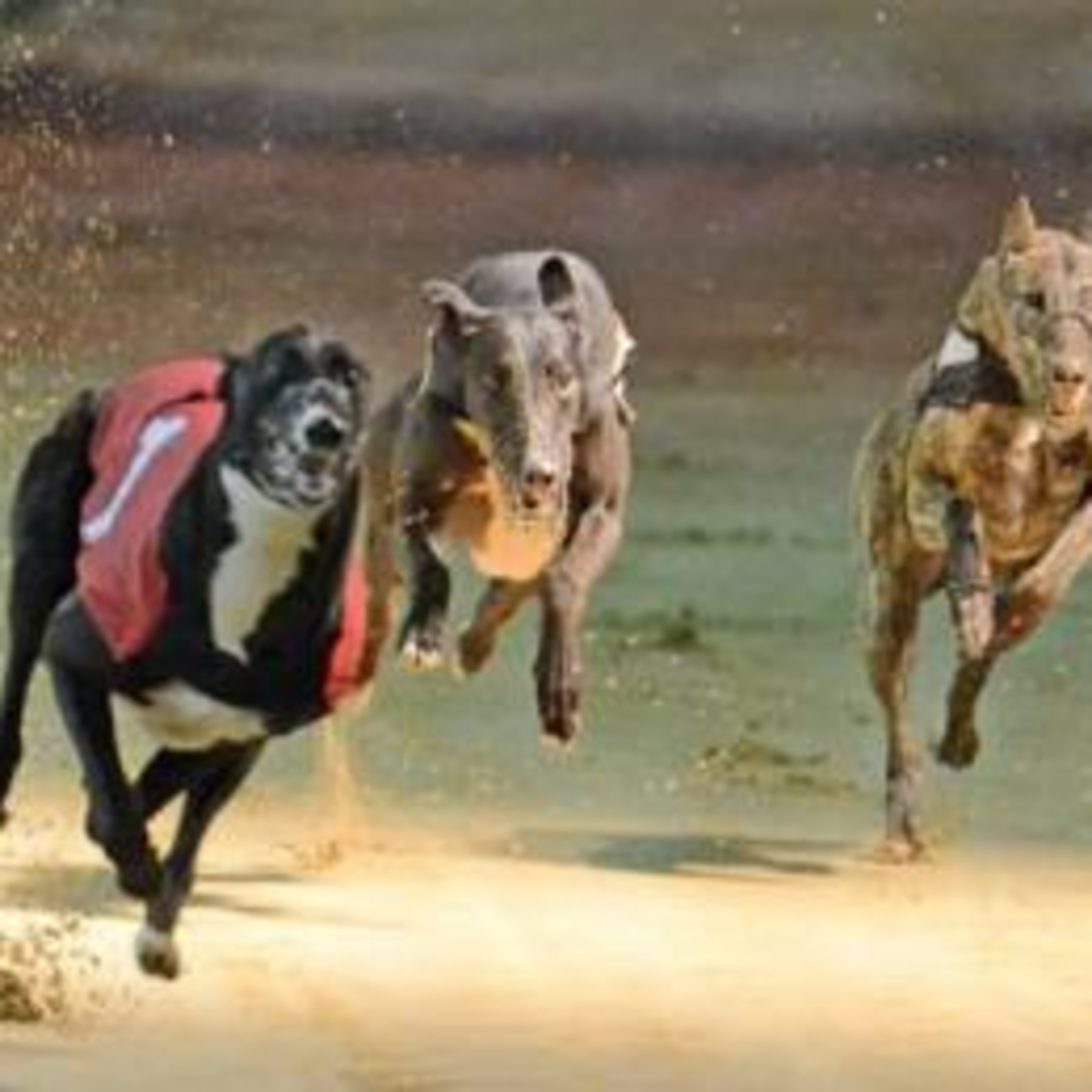 BEST BITS: Tullaroan GAA at the Dogs - Interviews and Race Highlights