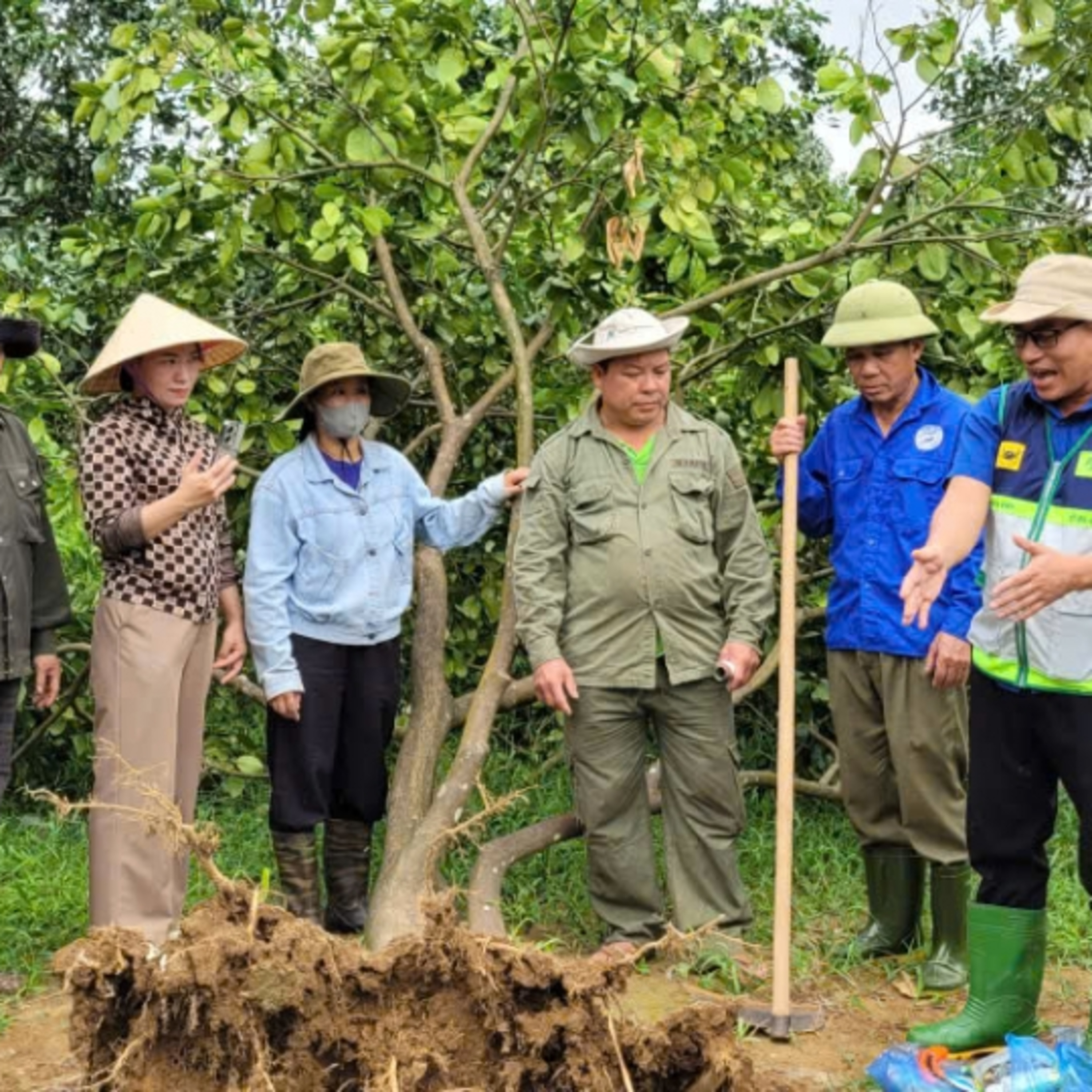 Tiêu điểm - Khuyến nông hướng dẫn nông dân phục hồi cây ăn quả sau mưa lũ (13/10/2025)