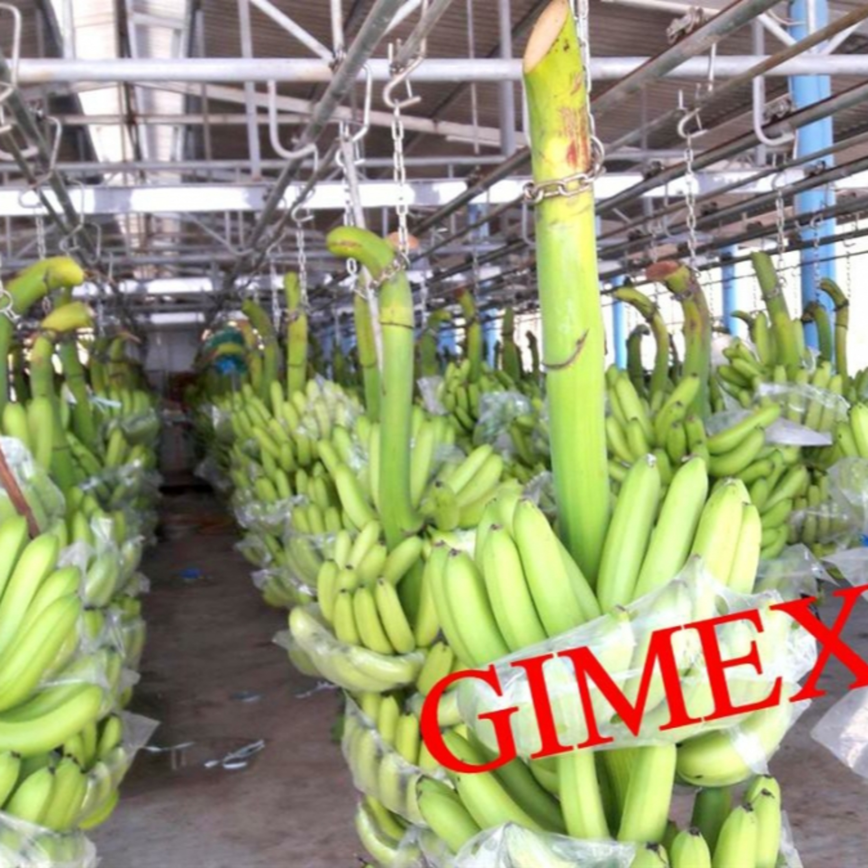 Chuyên gia của bạn - Đổi mới sáng tạo: Hành trình nâng giá trị nông sản Việt