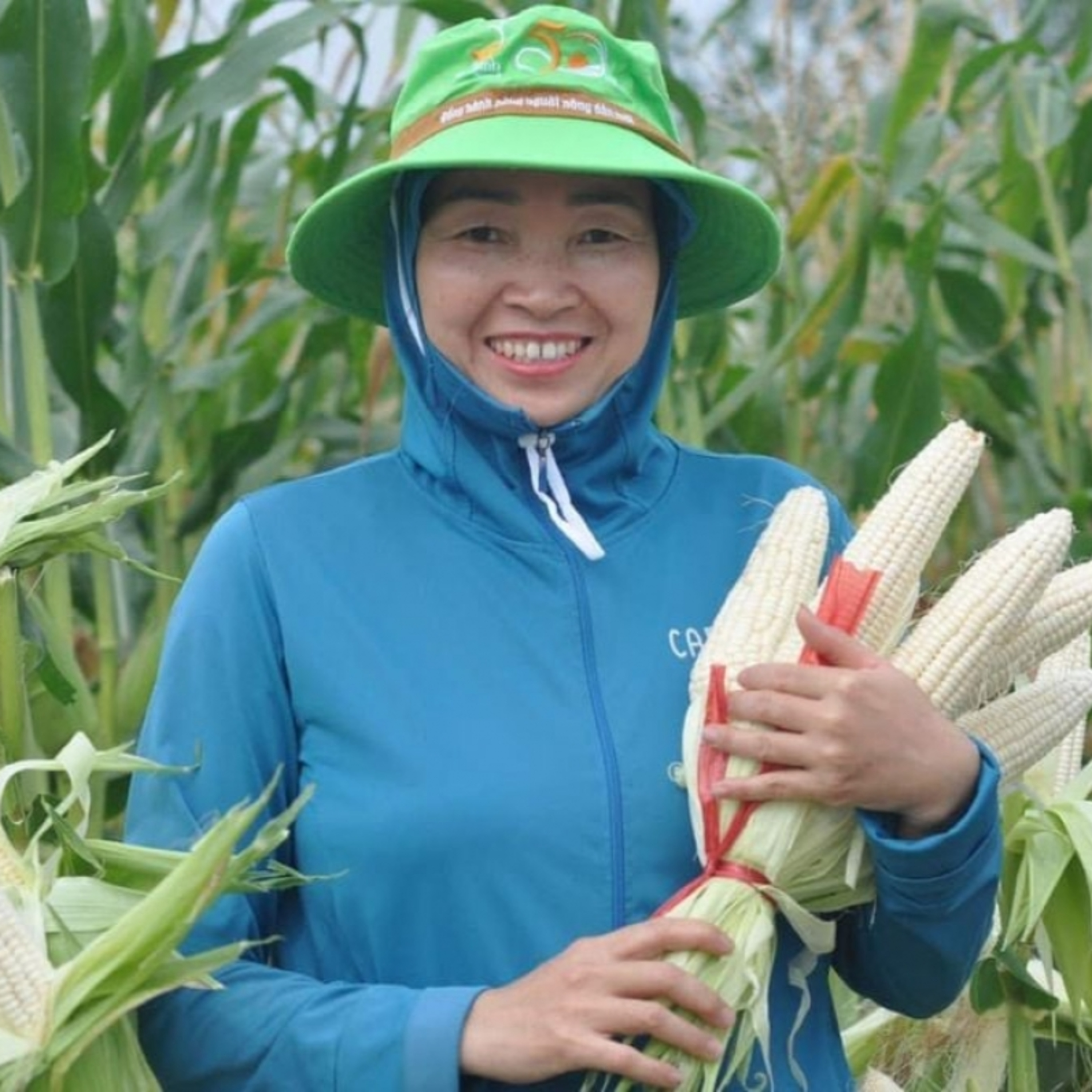Chuyên gia của bạn - Sử dụng giống ngô mới cho hiệu quả vượt trội