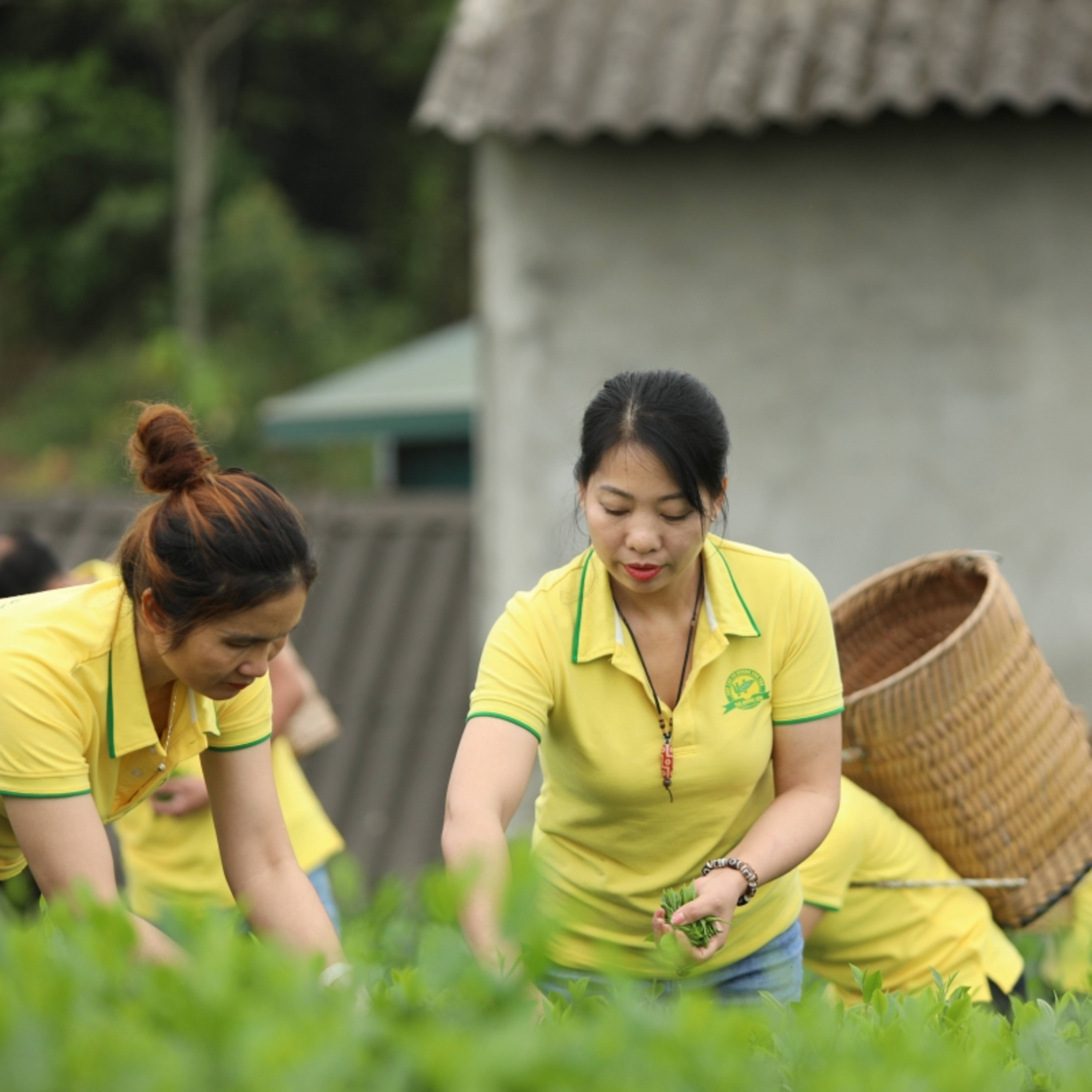 Chuyện đêm - Hành trình đưa thương hiệu xứ trà vươn xa