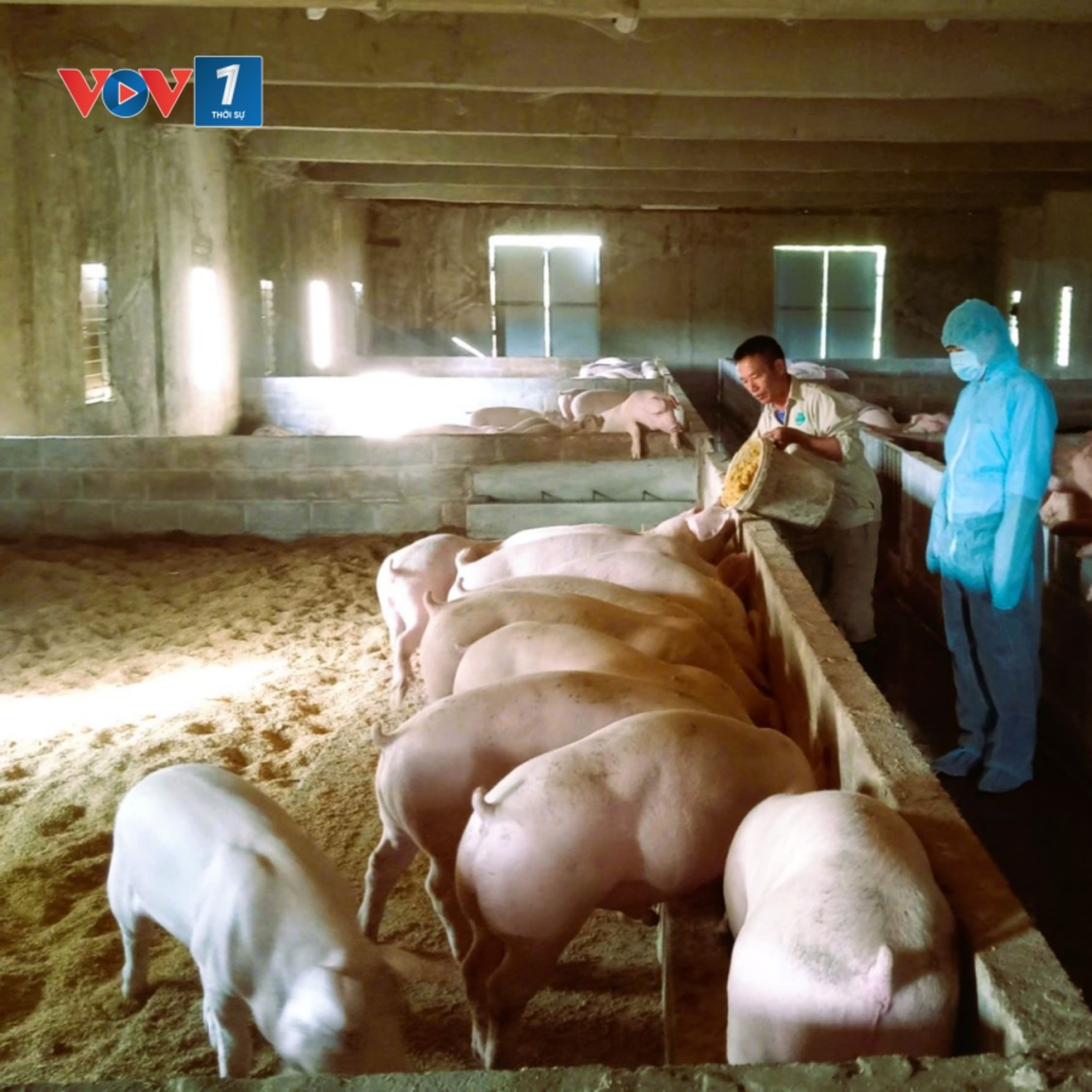 Chuyên gia của bạn - Phòng bệnh cho vật nuôi bằng biện pháp tiêm phòng vắc xin Chuyên gia của bạn - Phòng bệnh cho vật nuôi bằng biện pháp tiêm phòng vắc xin