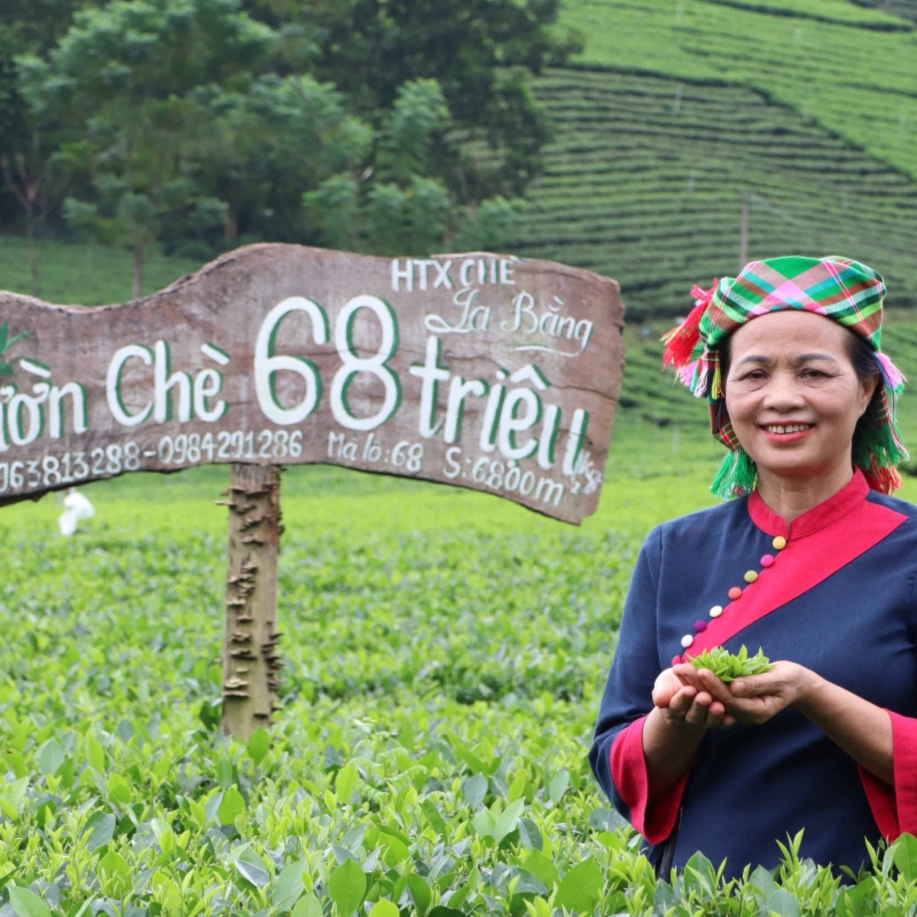 Chuyện đêm - Người hồi sinh giống chè cổ, đưa hương chè quê vươn xa