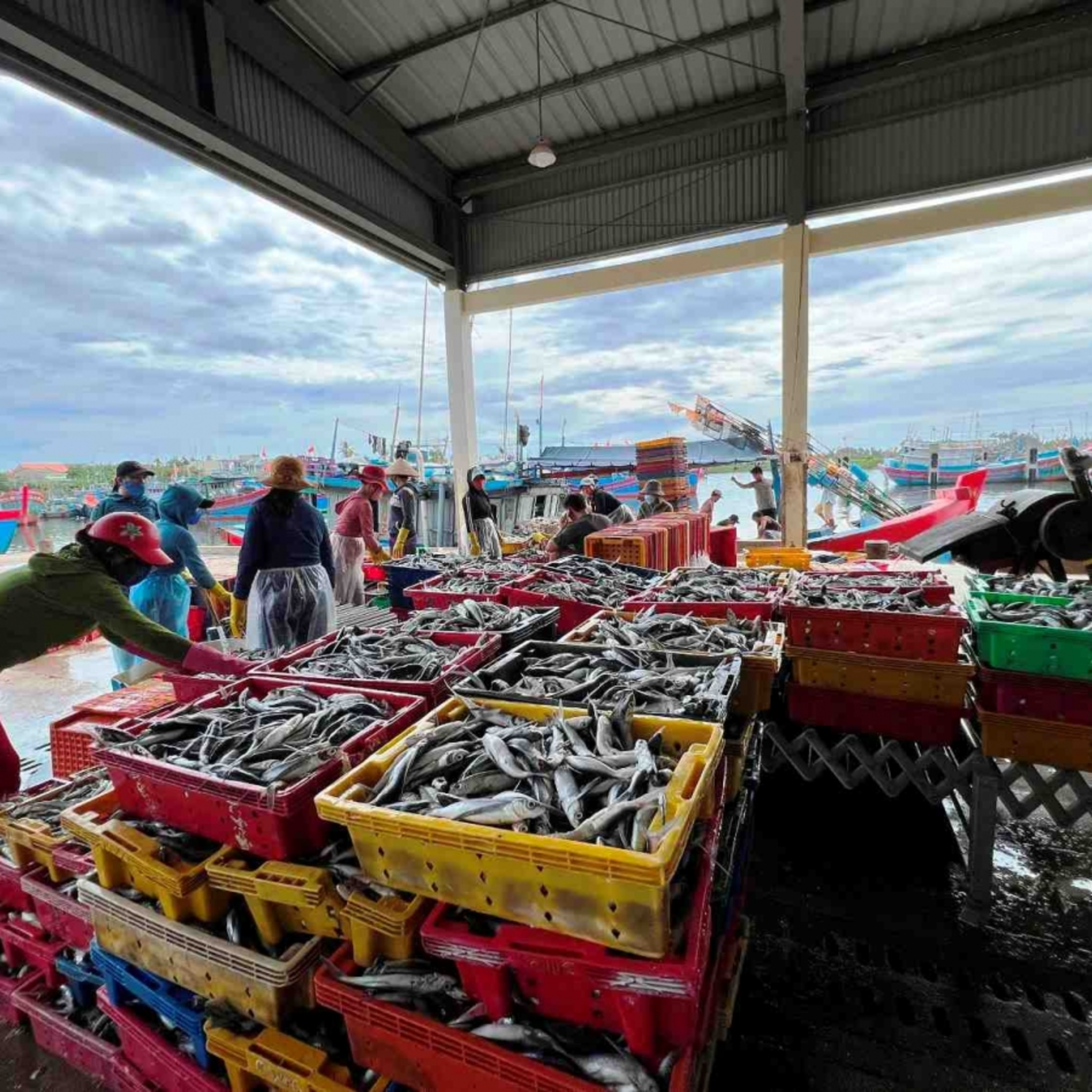 Chuyên gia của bạn - Giải pháp khôi phục sản xuất thủy sản sau bão lũ tại các tỉnh miền Trung Chuyên gia của bạn - Giải pháp khôi phục sản xuất thủy sản sau bão lũ tại các tỉnh miền Trung