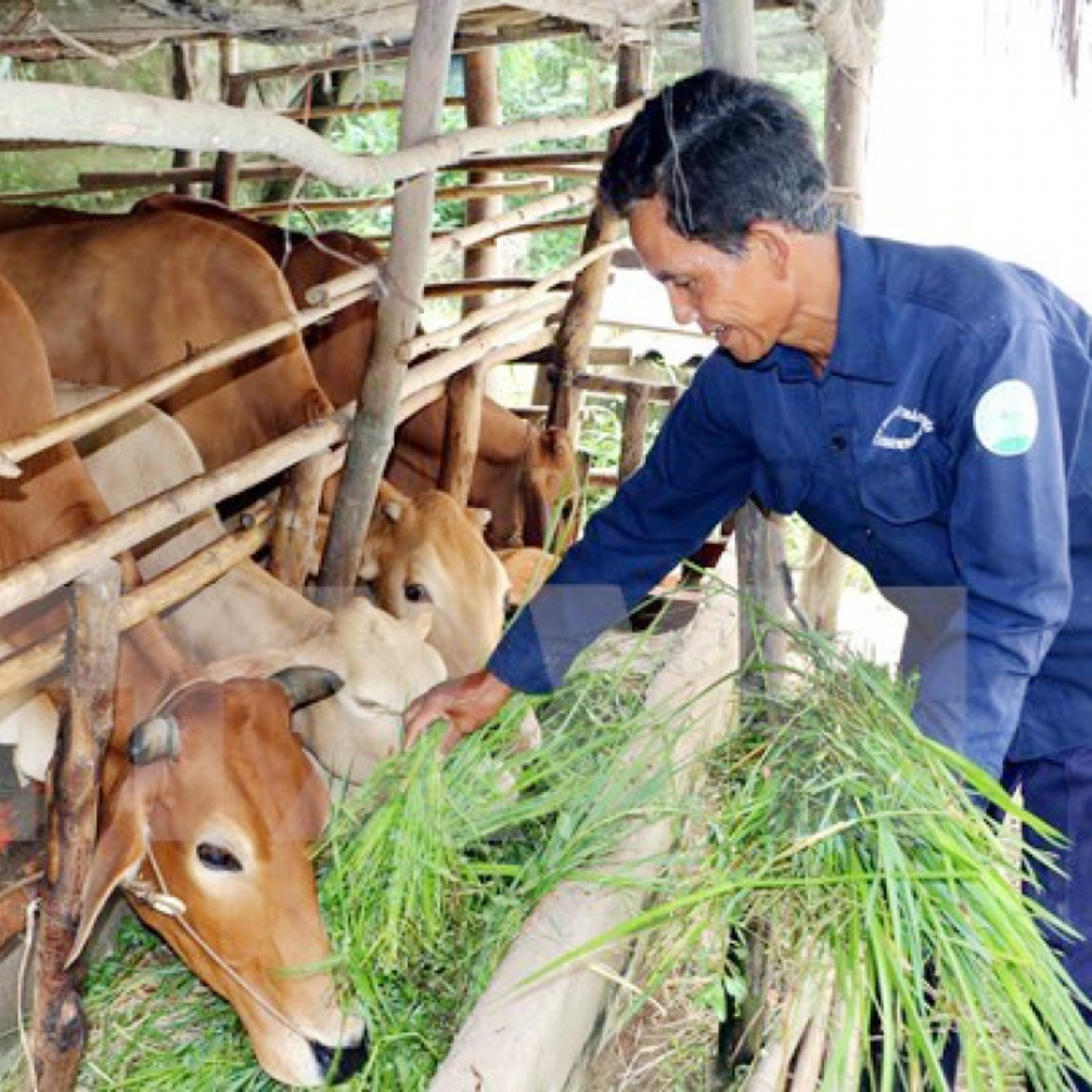Xã hội chuyển động - Phát huy vai trò của đảng viên, cựu chiến binh trong xóa đói giảm nghèo bền vững
