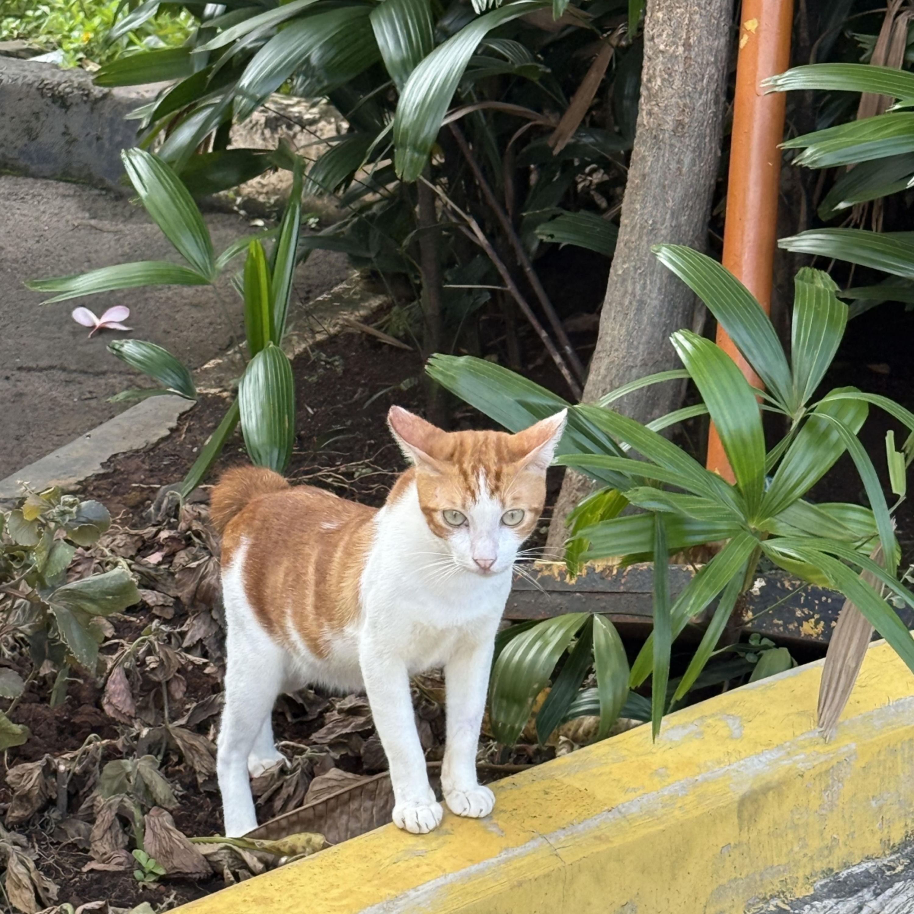 Sự kiện bàn luận - Cấm buôn bán thịt chó, mèo và động vật hoang dã - nỗ lực đón đầu cải cách luật pháp của Indonesia Sự kiện bàn luận - Cấm buôn bán thịt chó, mèo và động vật hoang dã - nỗ lực đón đầu cải cách luật pháp của Indonesia