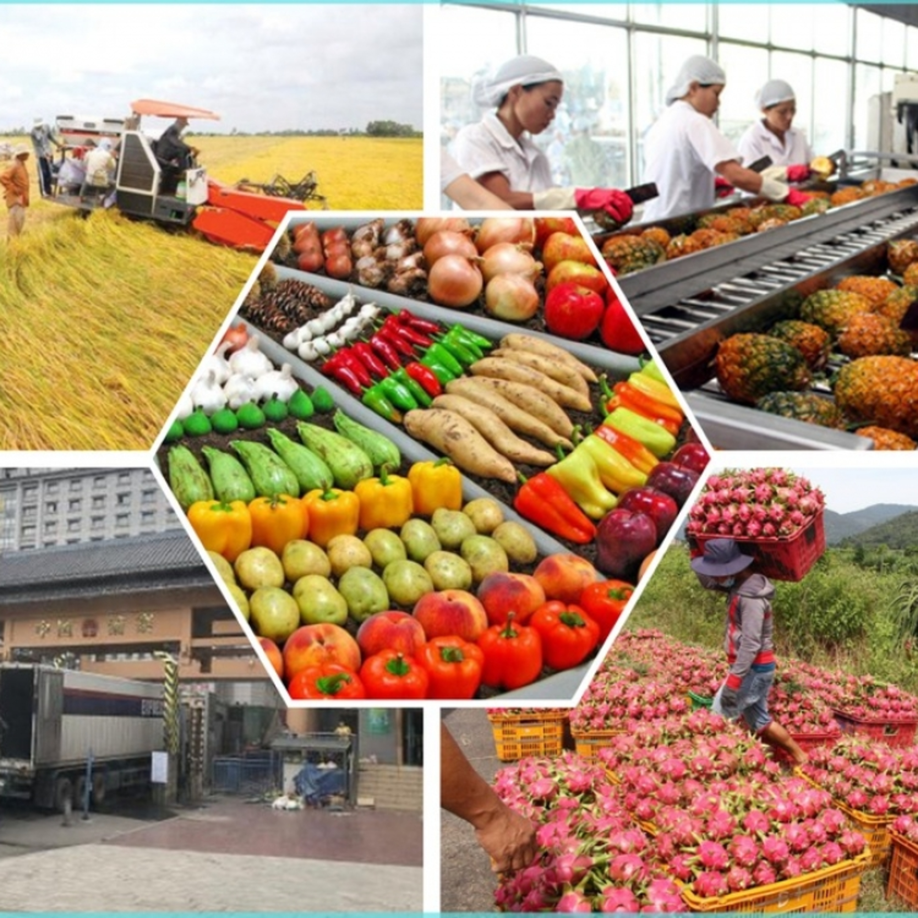 Kỷ nguyên vươn mình - Nông sản Việt Nam - từ tự cung tự cấp đến xuất khẩu toàn cầu Kỷ nguyên vươn mình - Nông sản Việt Nam - từ tự cung tự cấp đến xuất khẩu toàn cầu