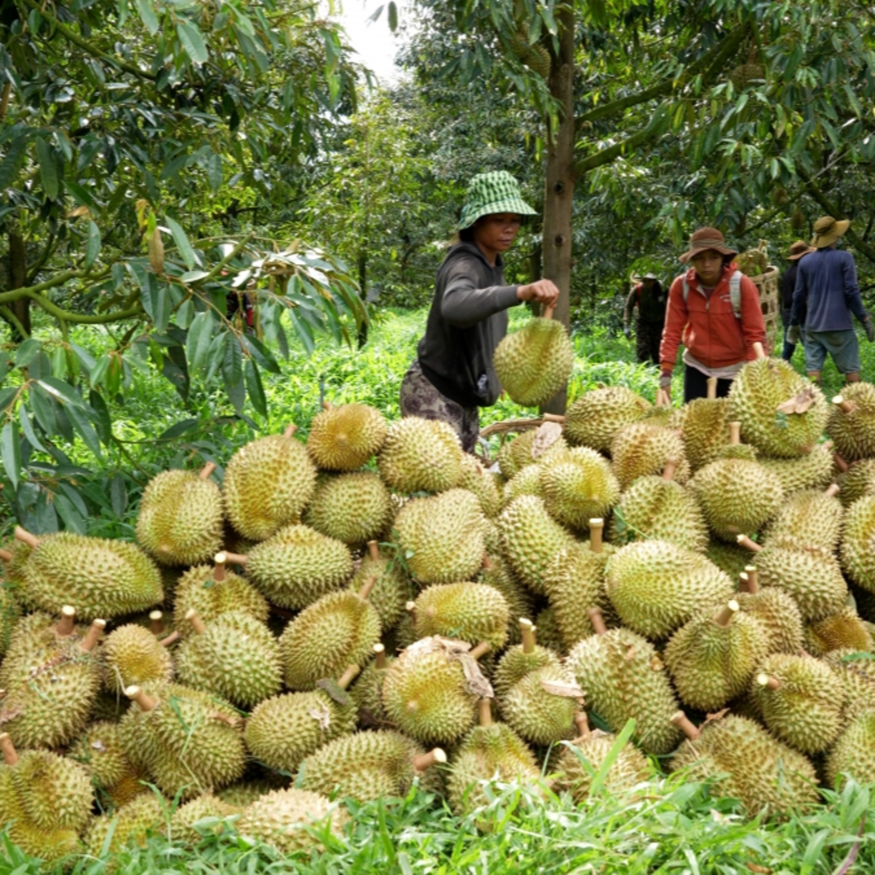 Tiêu điểm - Phát triển vùng nguyên liệu lớn với vai trò kết nối của hợp tác xã Tiêu điểm - Phát triển vùng nguyên liệu lớn với vai trò kết nối của hợp tác xã