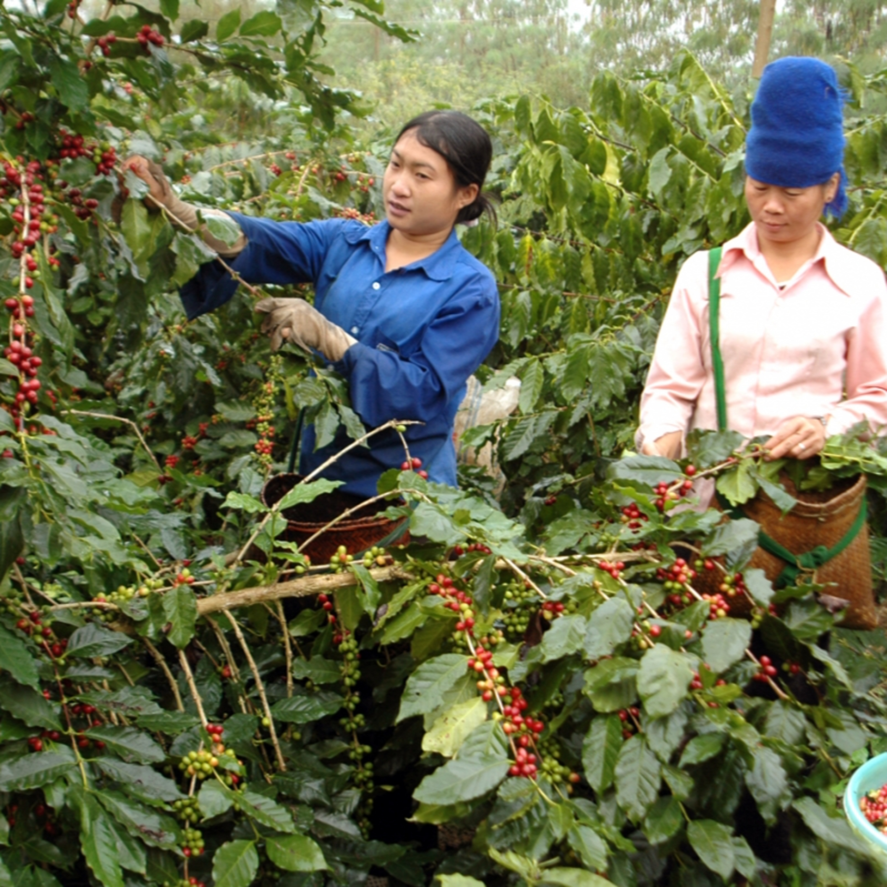Xã hội chuyển động - Lựa chọn cây trồng vật nuôi đặc sản phát triển kinh tế- góp phần tăng thu nhập, ổn định đời sống Xã hội chuyển động - Lựa chọn cây trồng vật nuôi đặc sản phát triển kinh tế- góp phần tăng thu nhập, ổn định đời sống