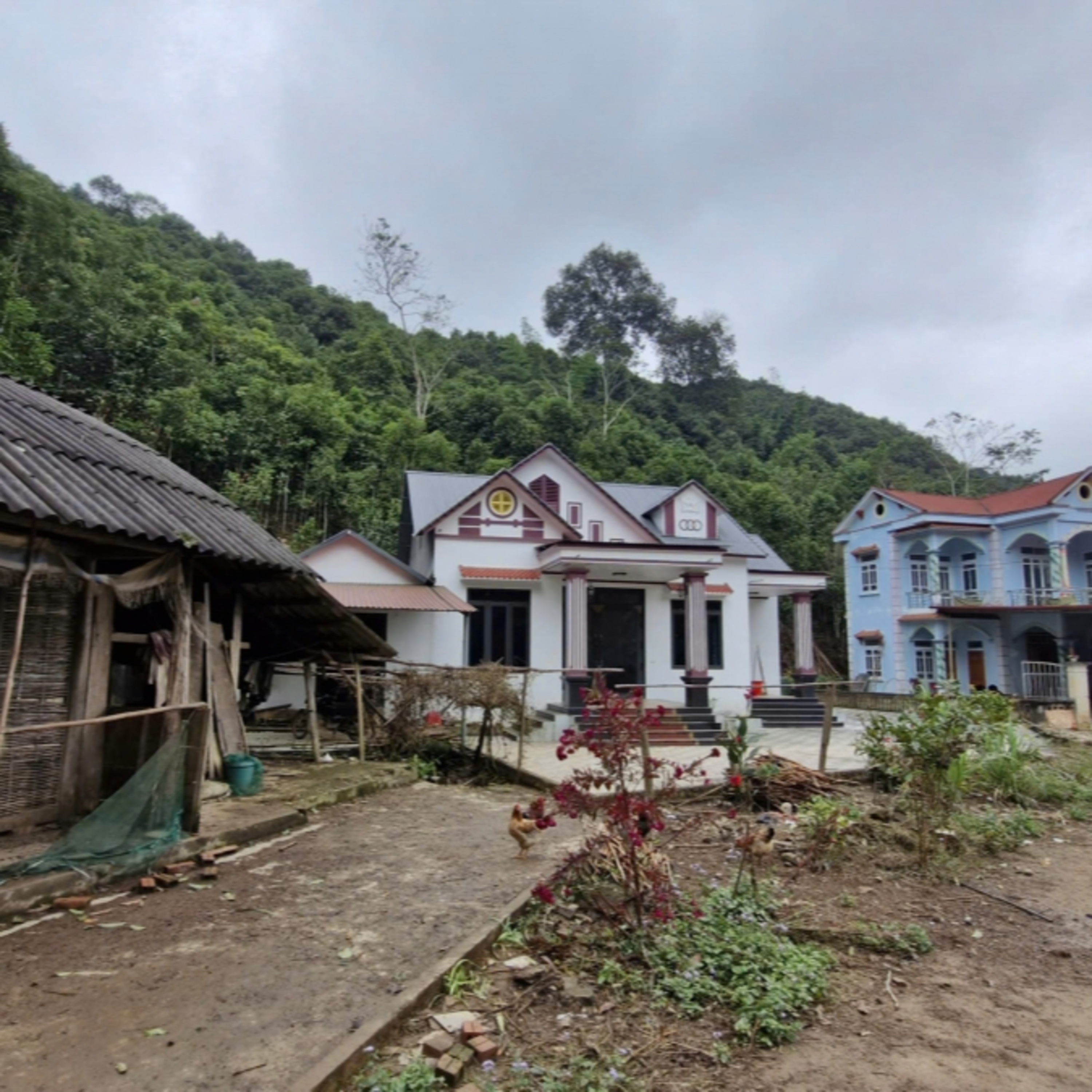 Tiêu điểm - Người Dao Làng Câu đón Tết no ấm từ những đồi quế xanh