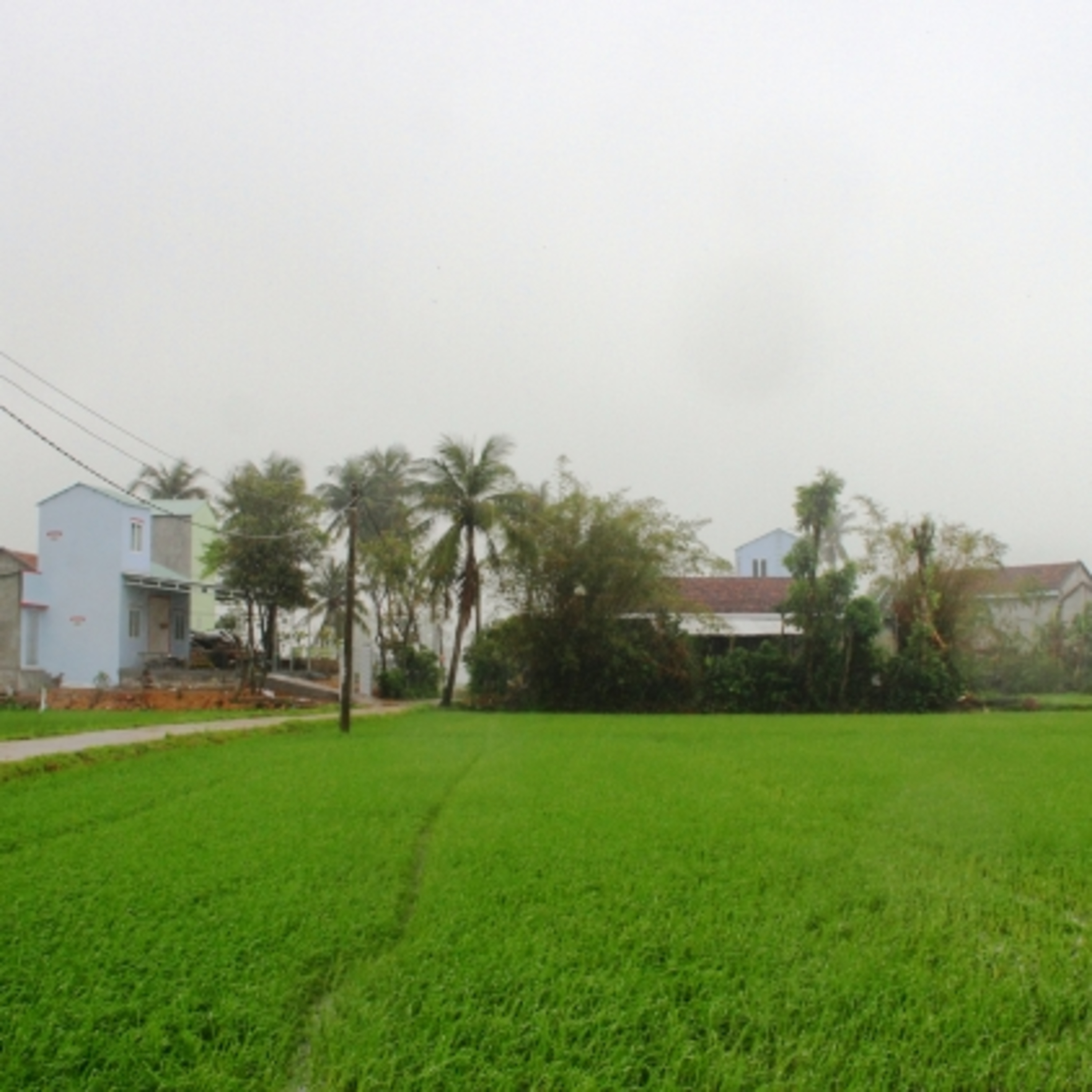 Podcast - Nước mắt và Nụ cười Hòa Thịnh