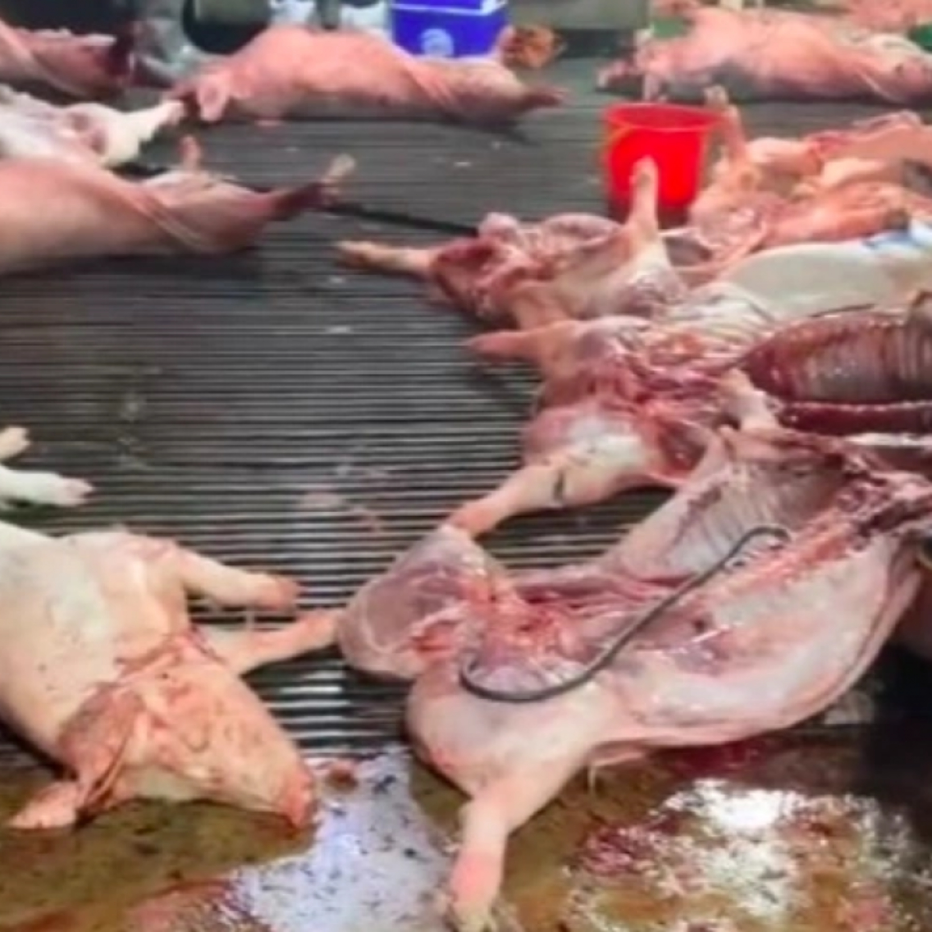 Dòng chảy sự kiện - Lỗ hổng nào khiến lợn bệnh tuồn vào bếp ăn rất nhiều trường học giữa thủ đô?