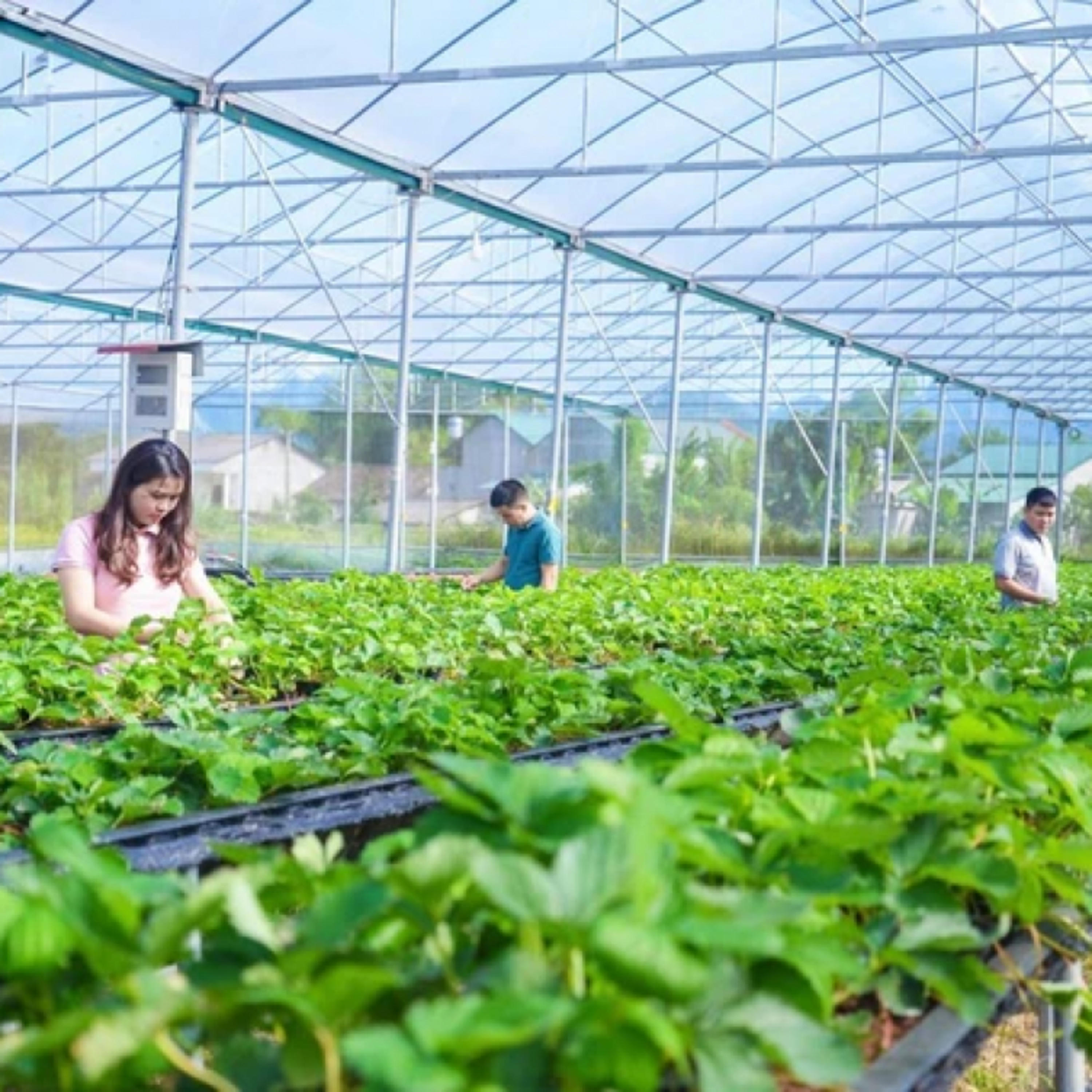 Chuyên gia của bạn - Nông nghiệp xanh: Cần làm gì để chuyển đổi hiệu quả
