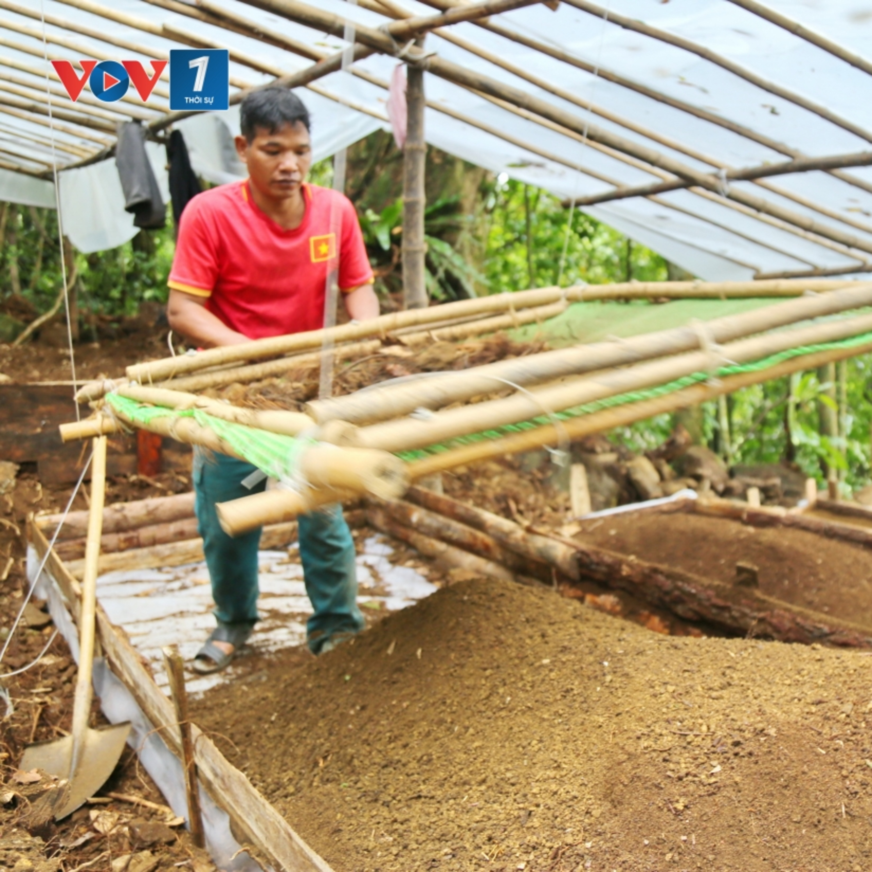 Hoa sâm chín đỏ trên đỉnh Ngọc Linh - mùa vui của người giữ sâm quý
