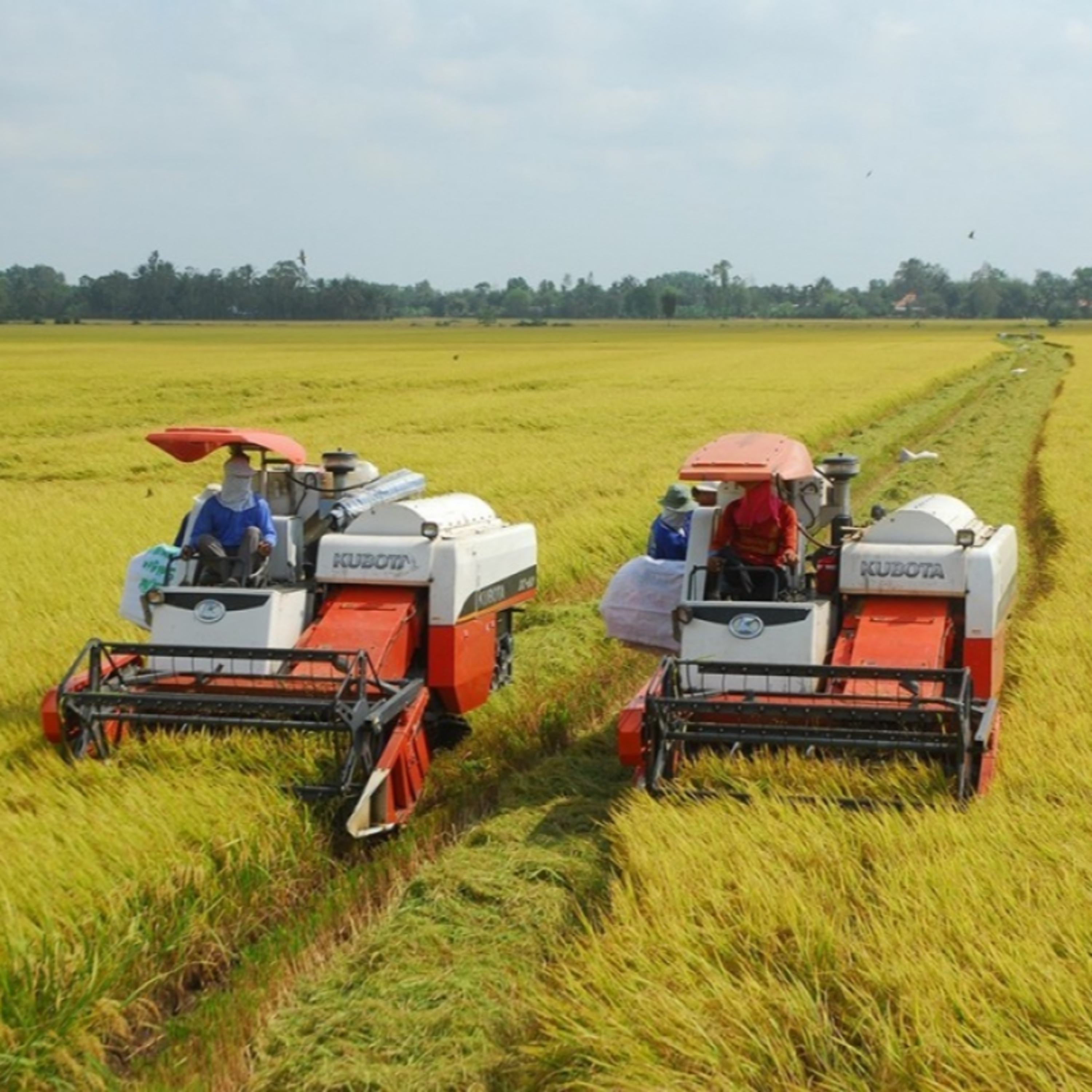 Tiêu điểm - Hà Nội phát triển nông nghiệp xanh: Vững lương thực - bền môi trường