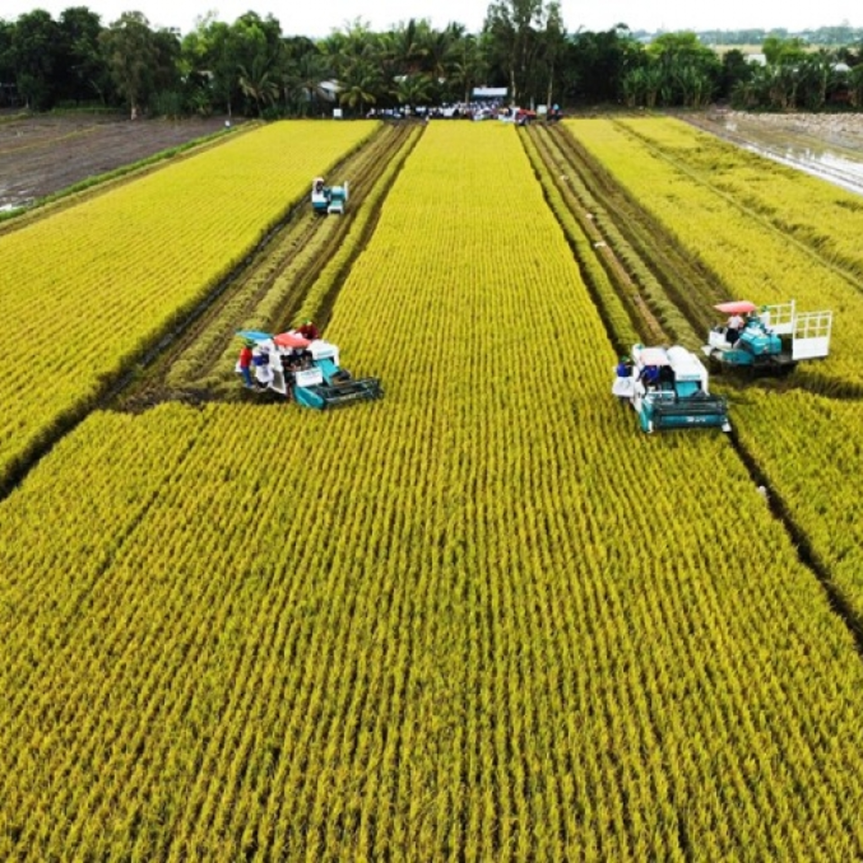 Chuyên gia của bạn - Sản xuất lúa phát thải thấp: giải pháp giảm chi phí, nâng cao hiệu quả và thu nhập cho nông dân episode artwork