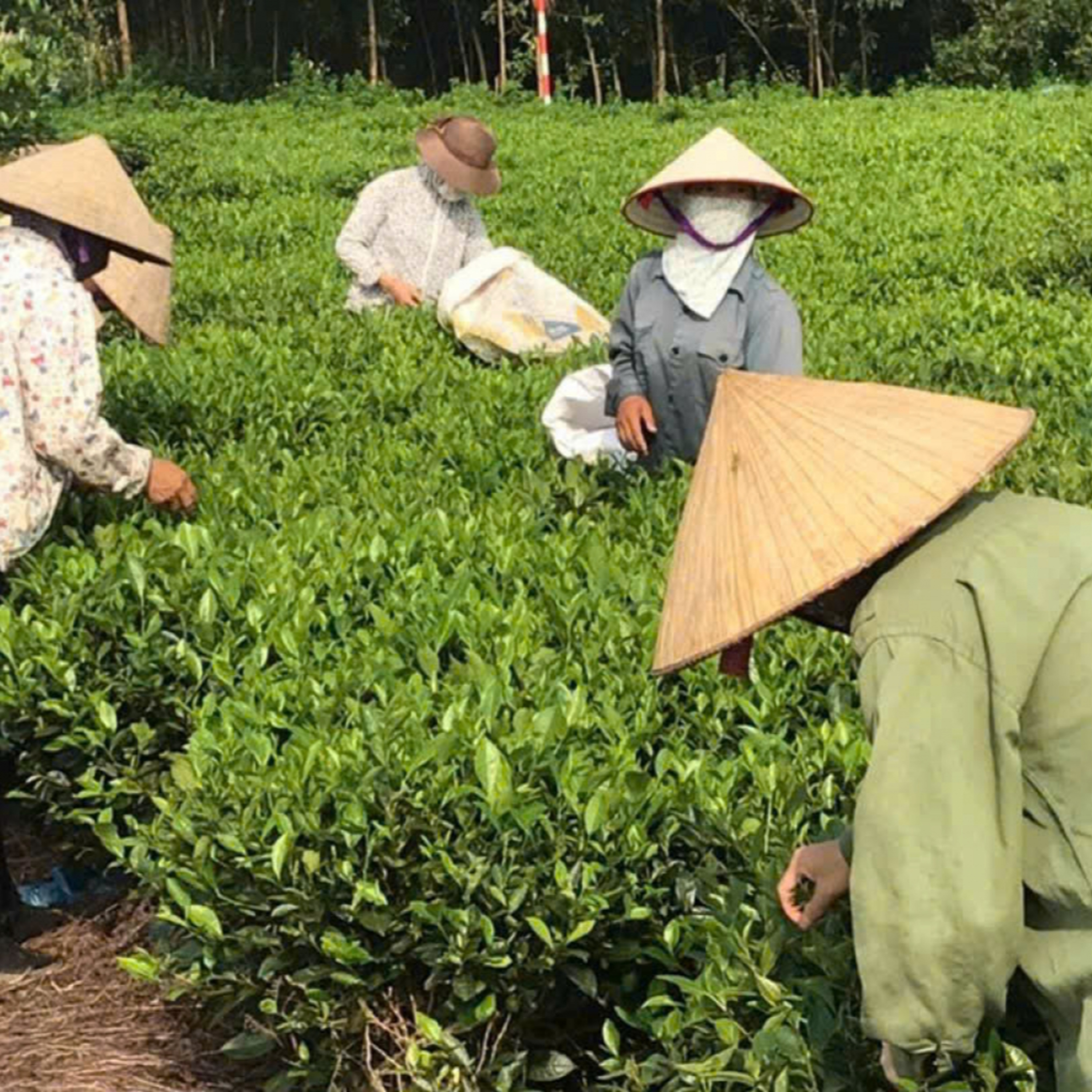 Tiêu điểm - Nông nghiệp xanh, nông dân số và những bước chuyển mới ở vùng ngoại thành Hà Nội