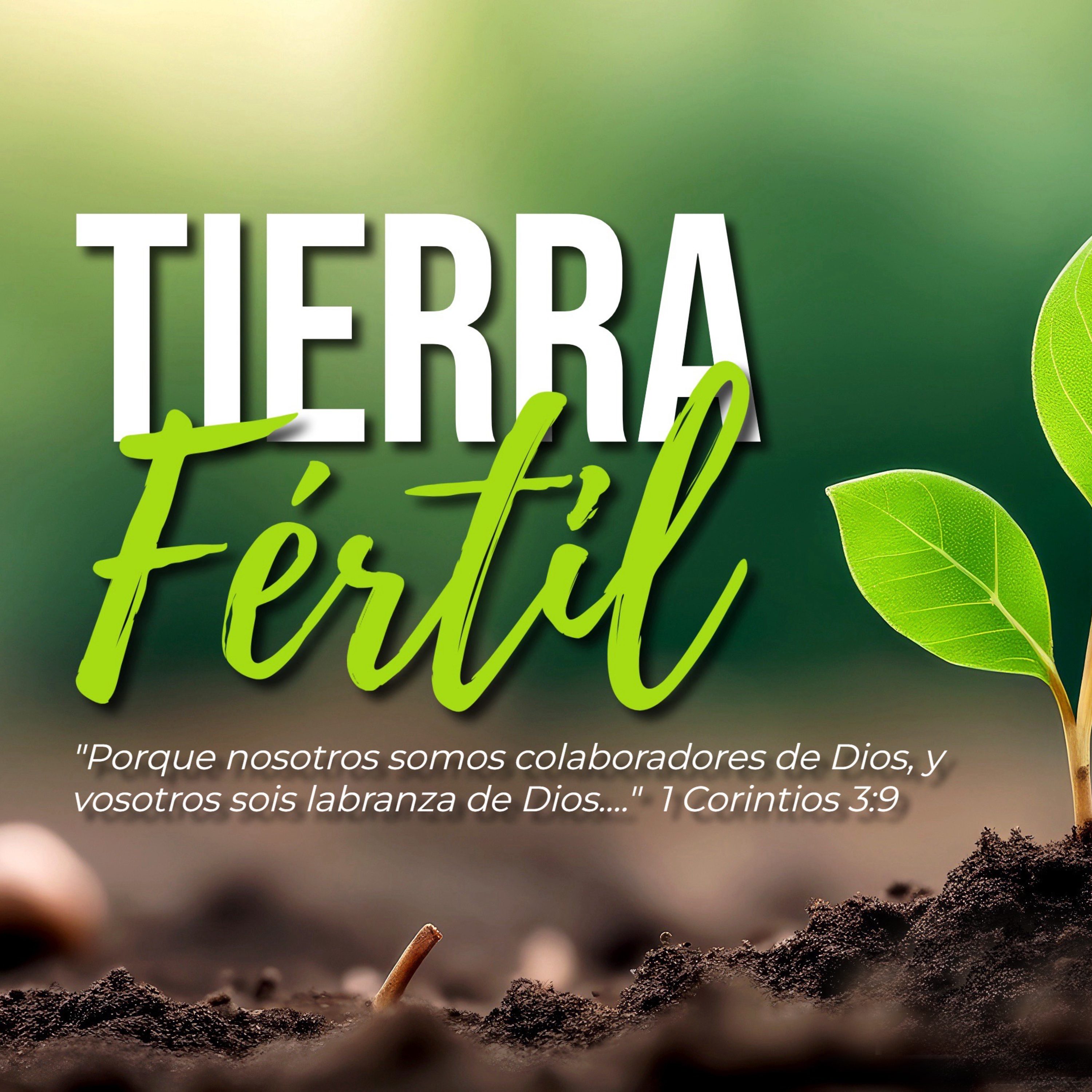 Cristianismo Superfial en La Tierra del Corazón | Marcos 4:5-6,16-17 | Domingo 8 de Sept de 2024 episode artwork