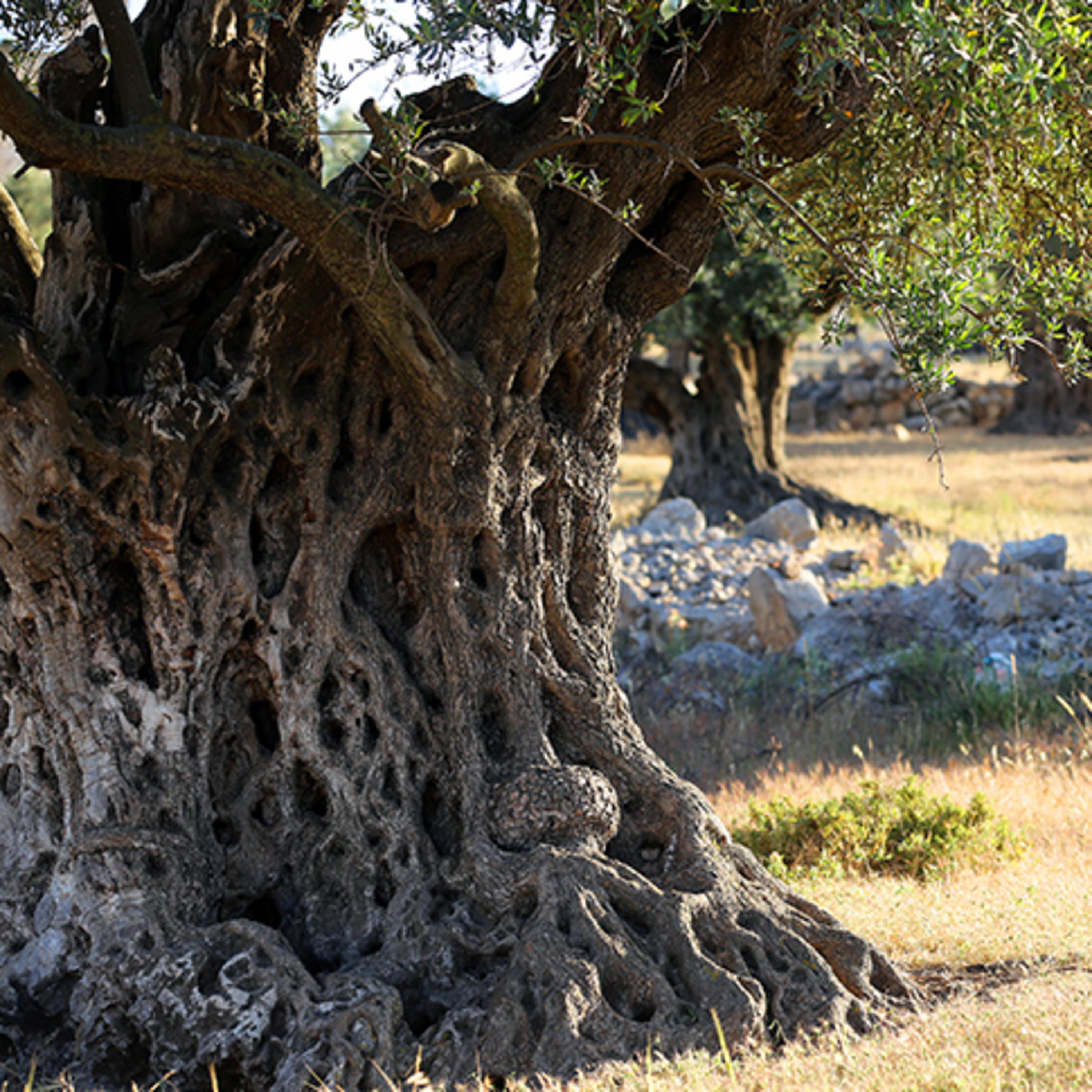 Come and See - In Every Pattern and Promise: Jesus Christ in the Old Testament