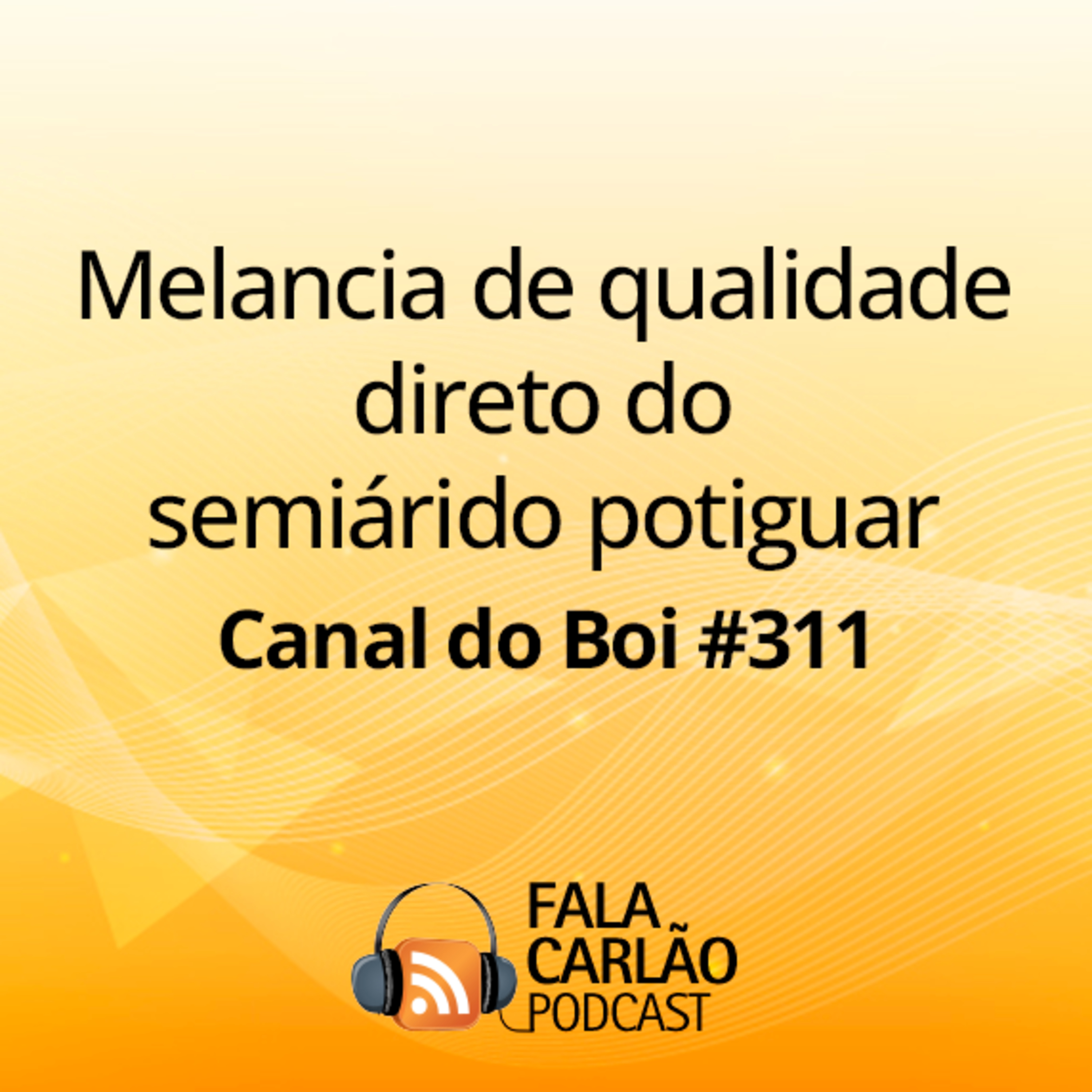 Melancia de qualidade direto do semiárido potiguar | Canal do Boi #311