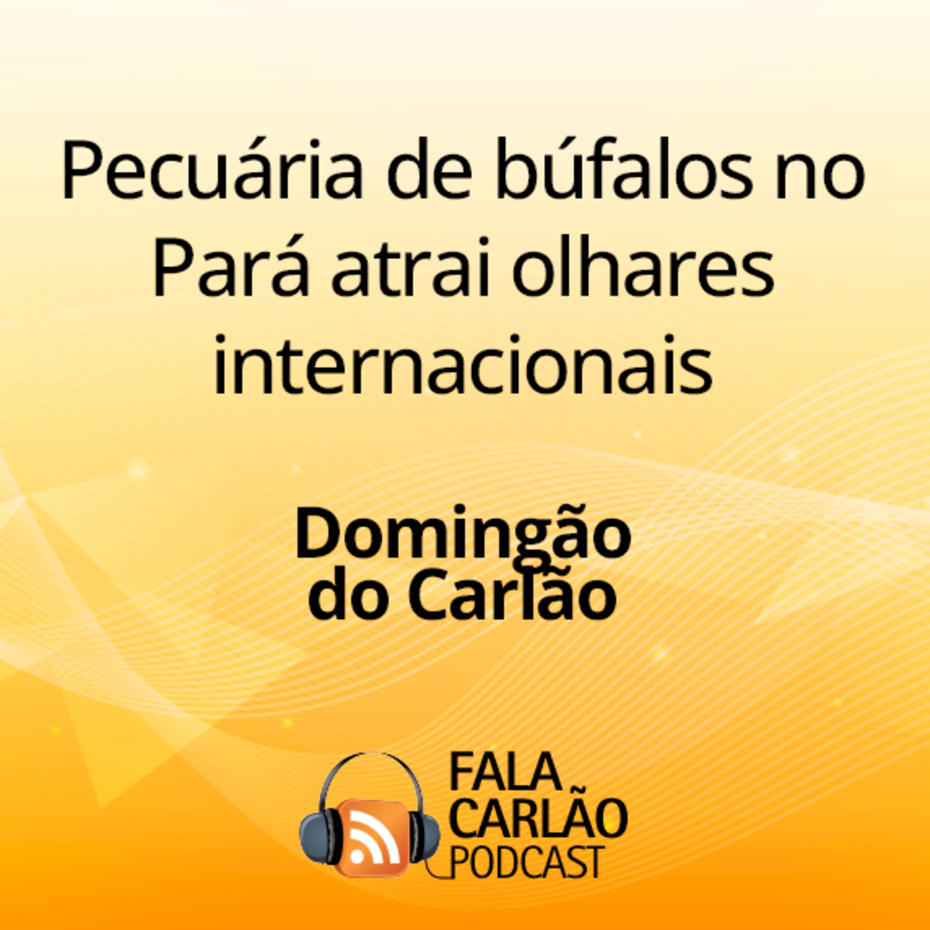 Pecuária de búfalos no Pará atrai olhares internacionais | Domingão do Carlão 