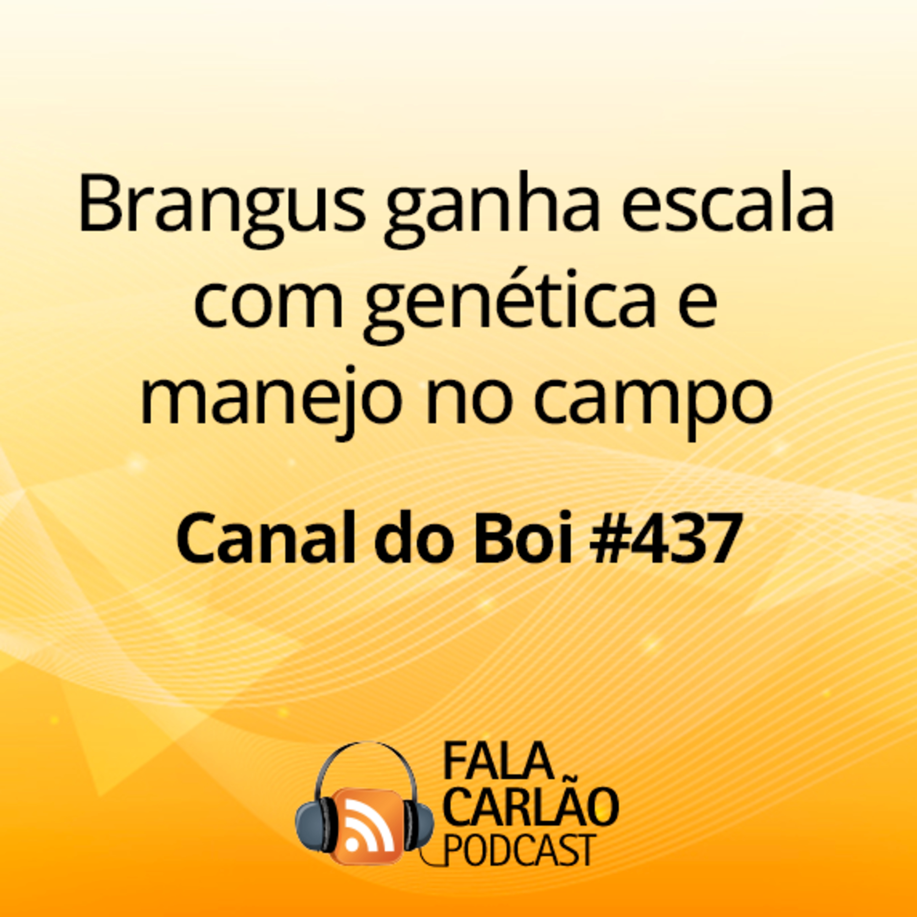 Brangus ganha escala com genética e manejo no campo | Canal do Boi #437 