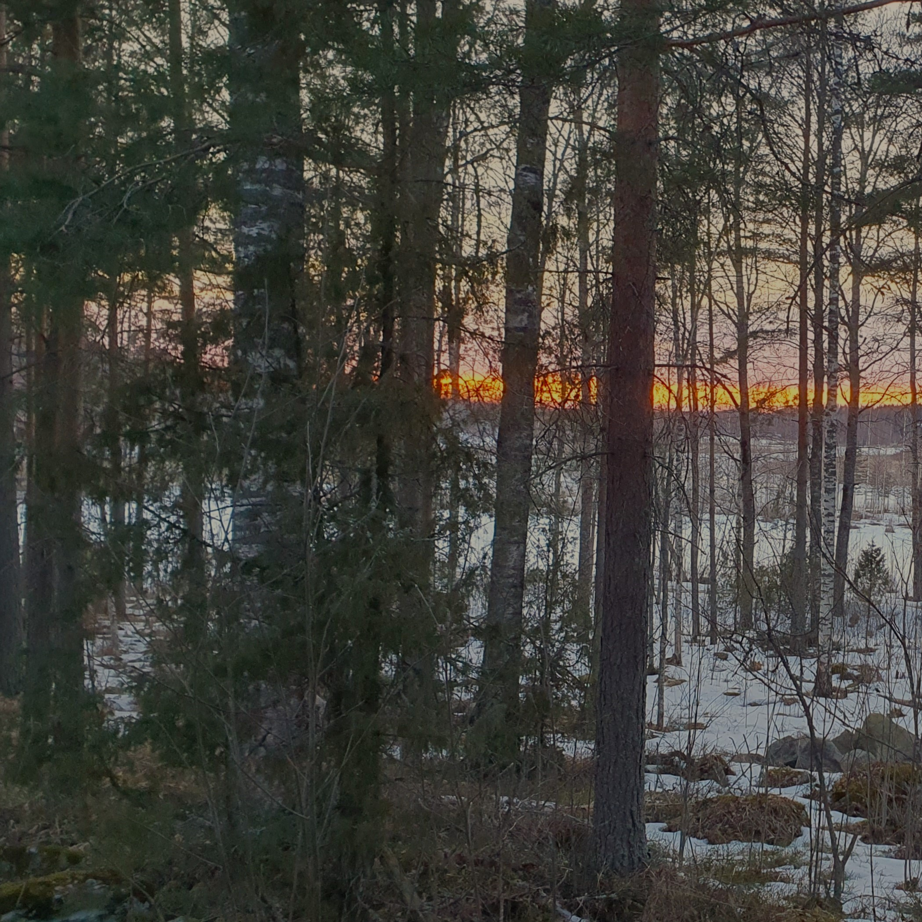 Nature Sound World - Luontoäänien maailma