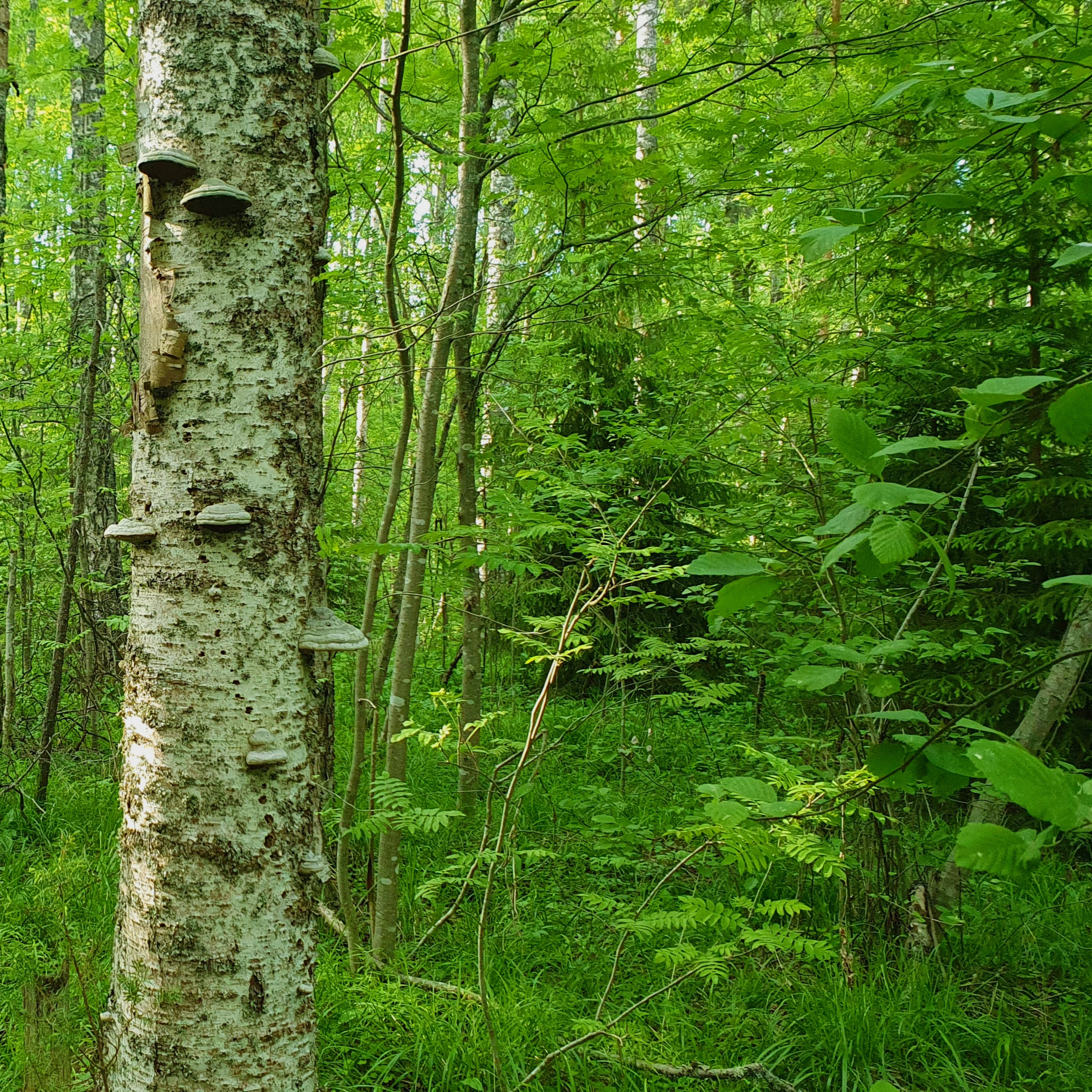 Nature Sound World - Luontoäänien maailma