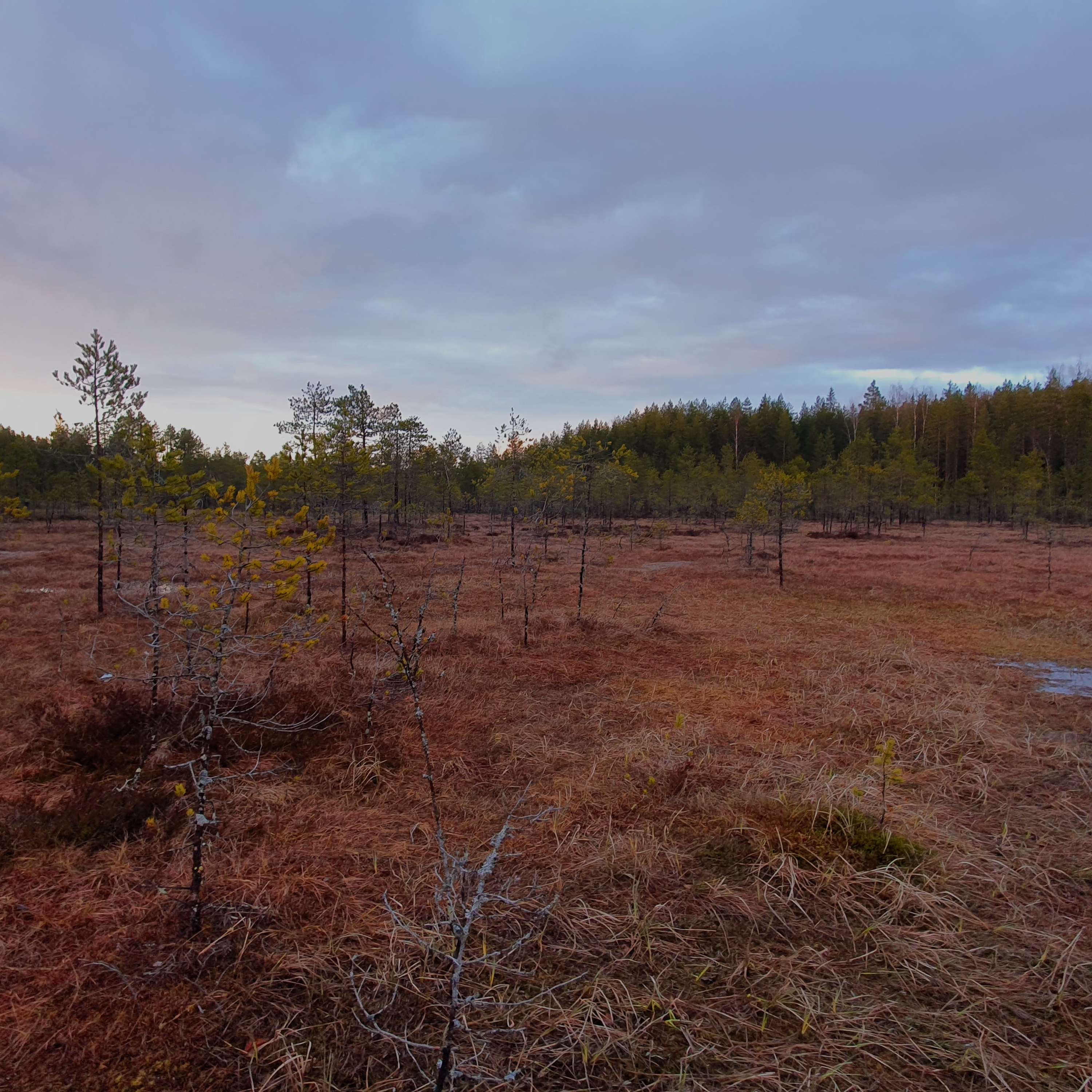 Nature Sound World - Luontoäänien maailma