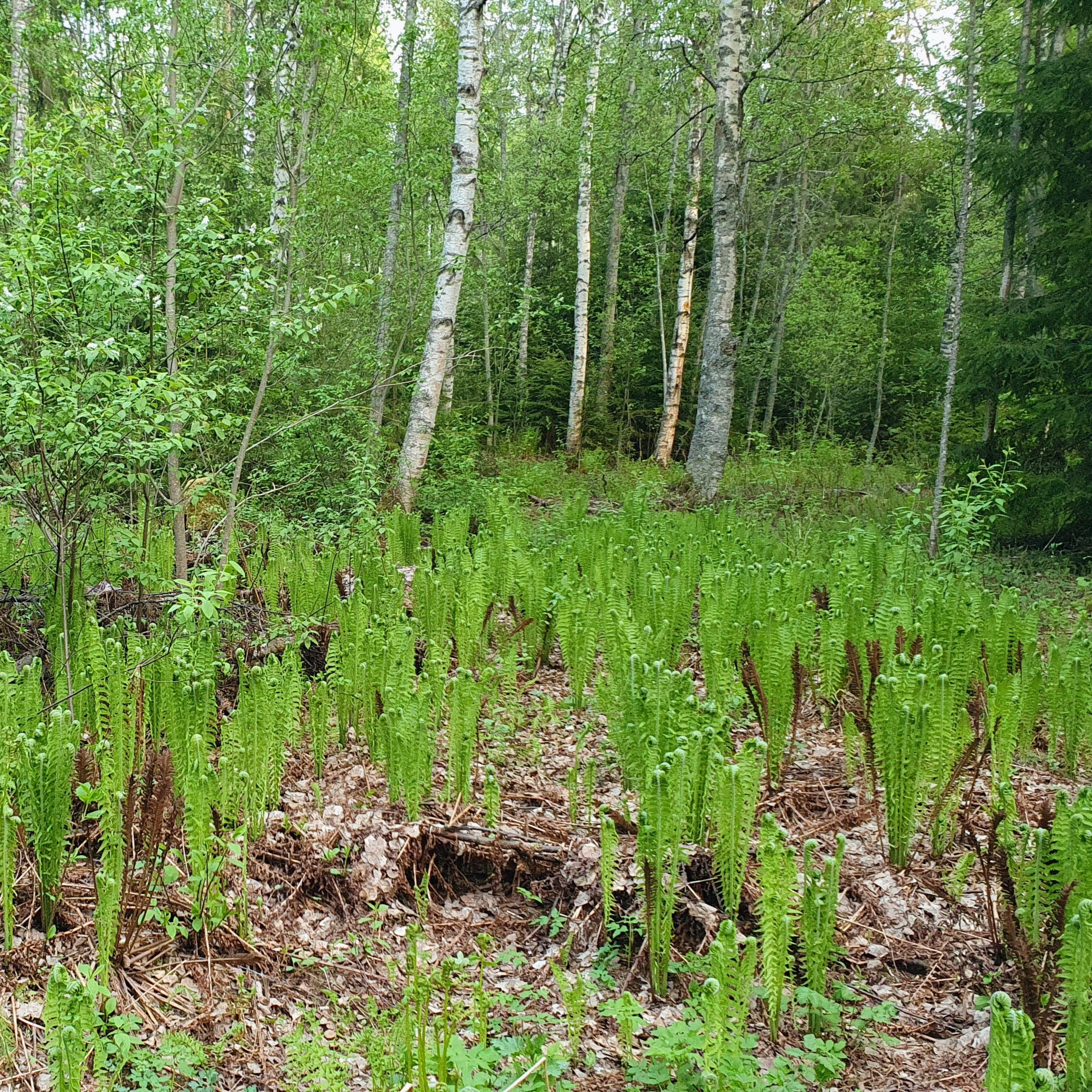 Nature Sound World - Luontoäänien maailma