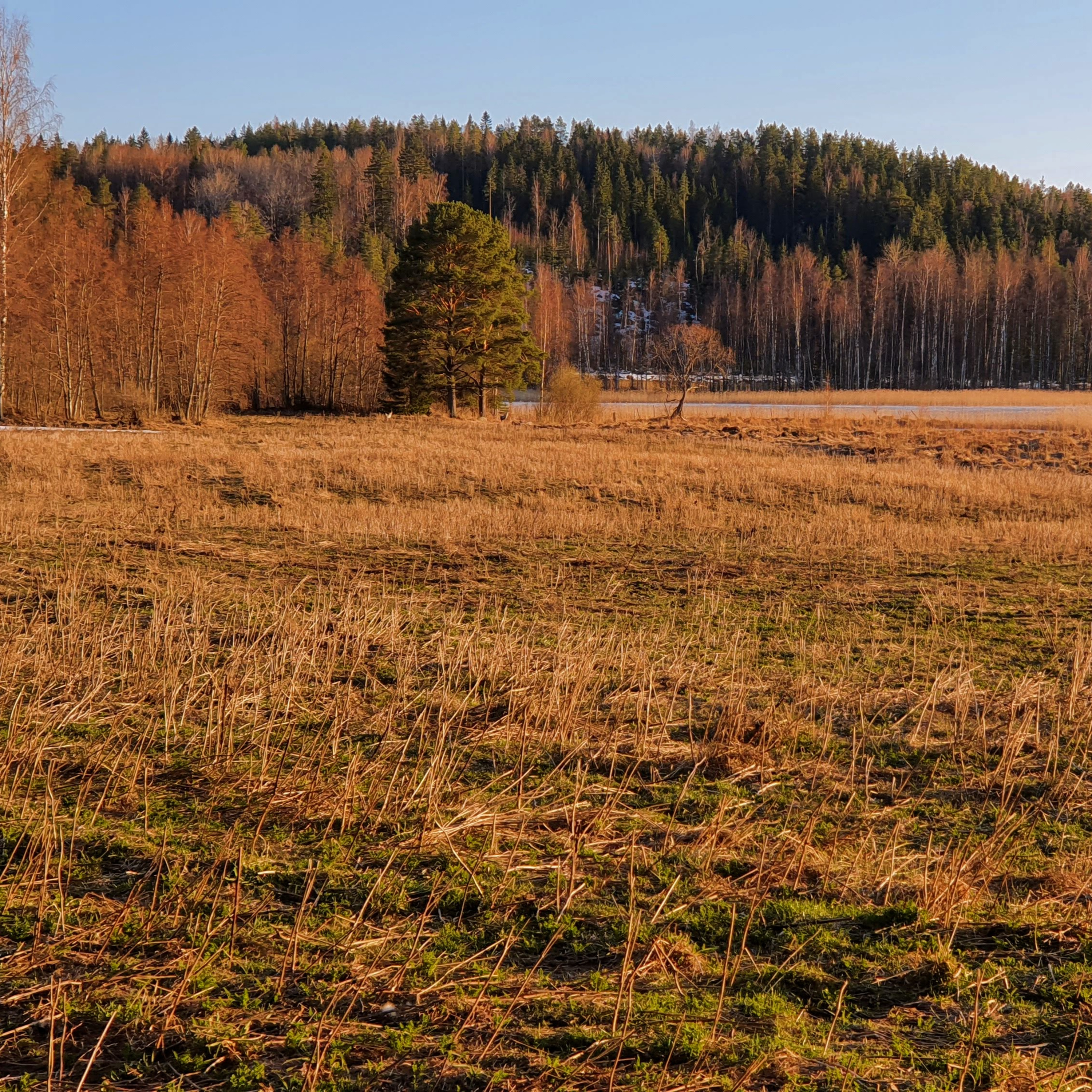 Nature Sound World - Luontoäänien maailma