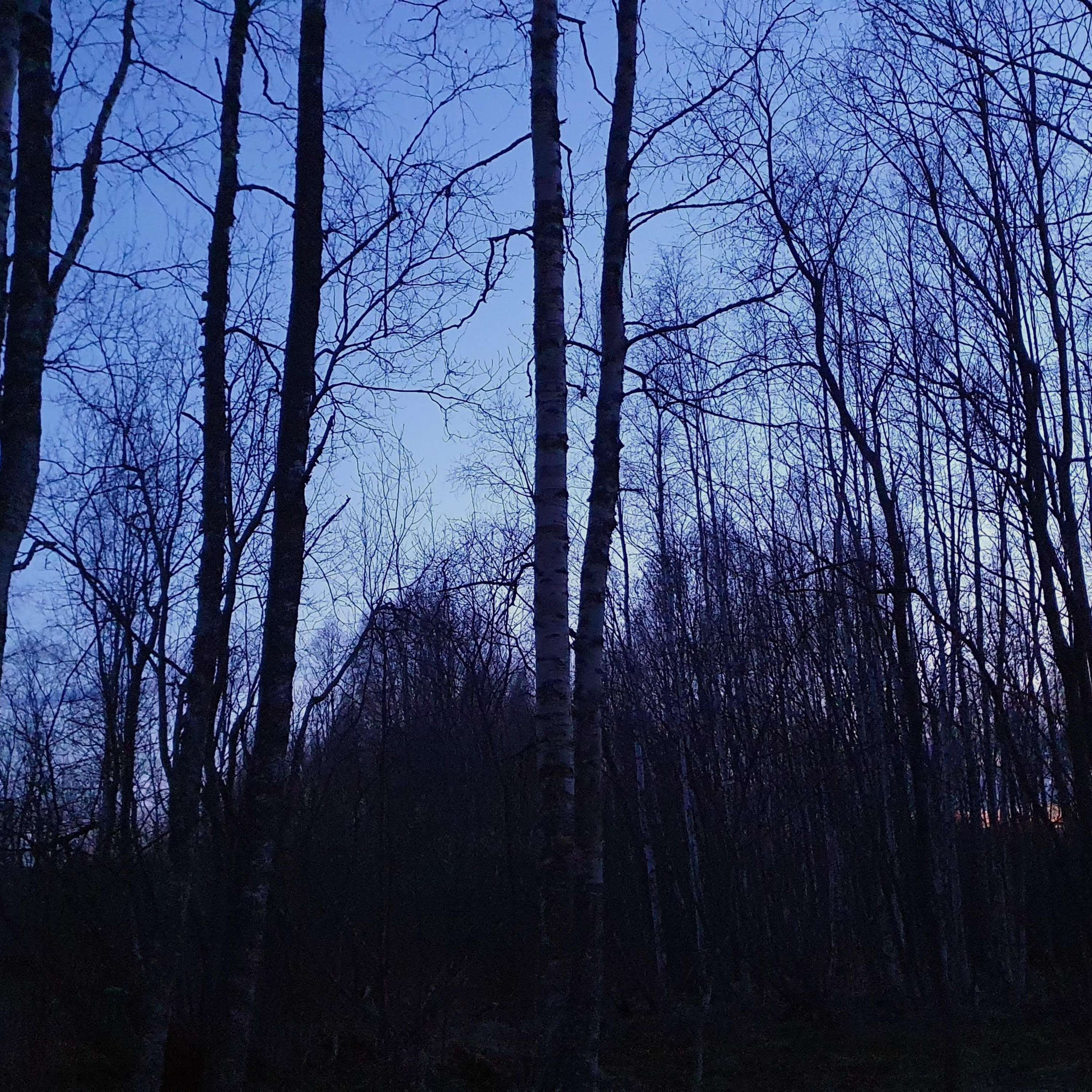 Nature Sound World - Luontoäänien maailma