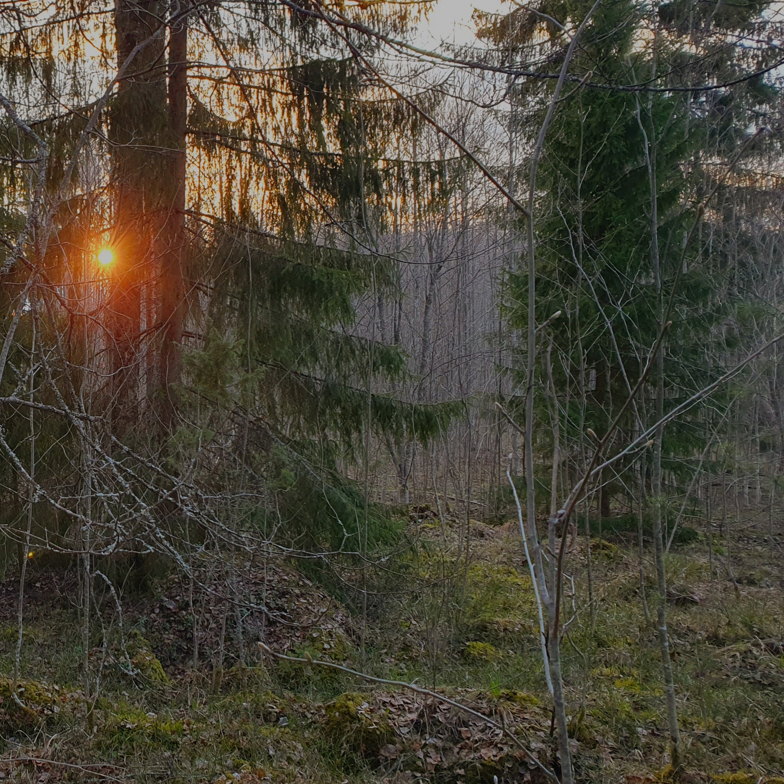 Nature Sound World - Luontoäänien maailma