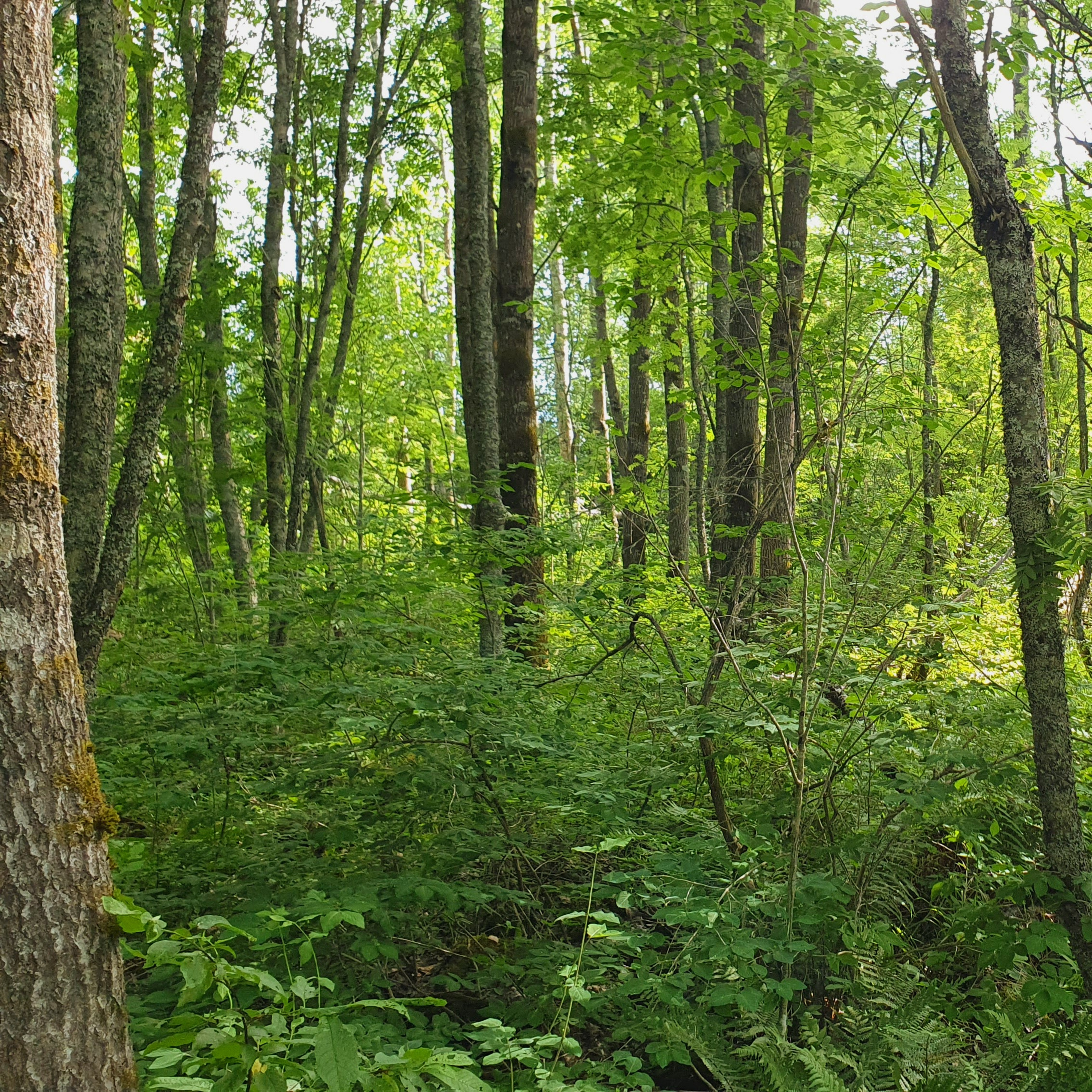 Peaceful Morning Forest episode artwork