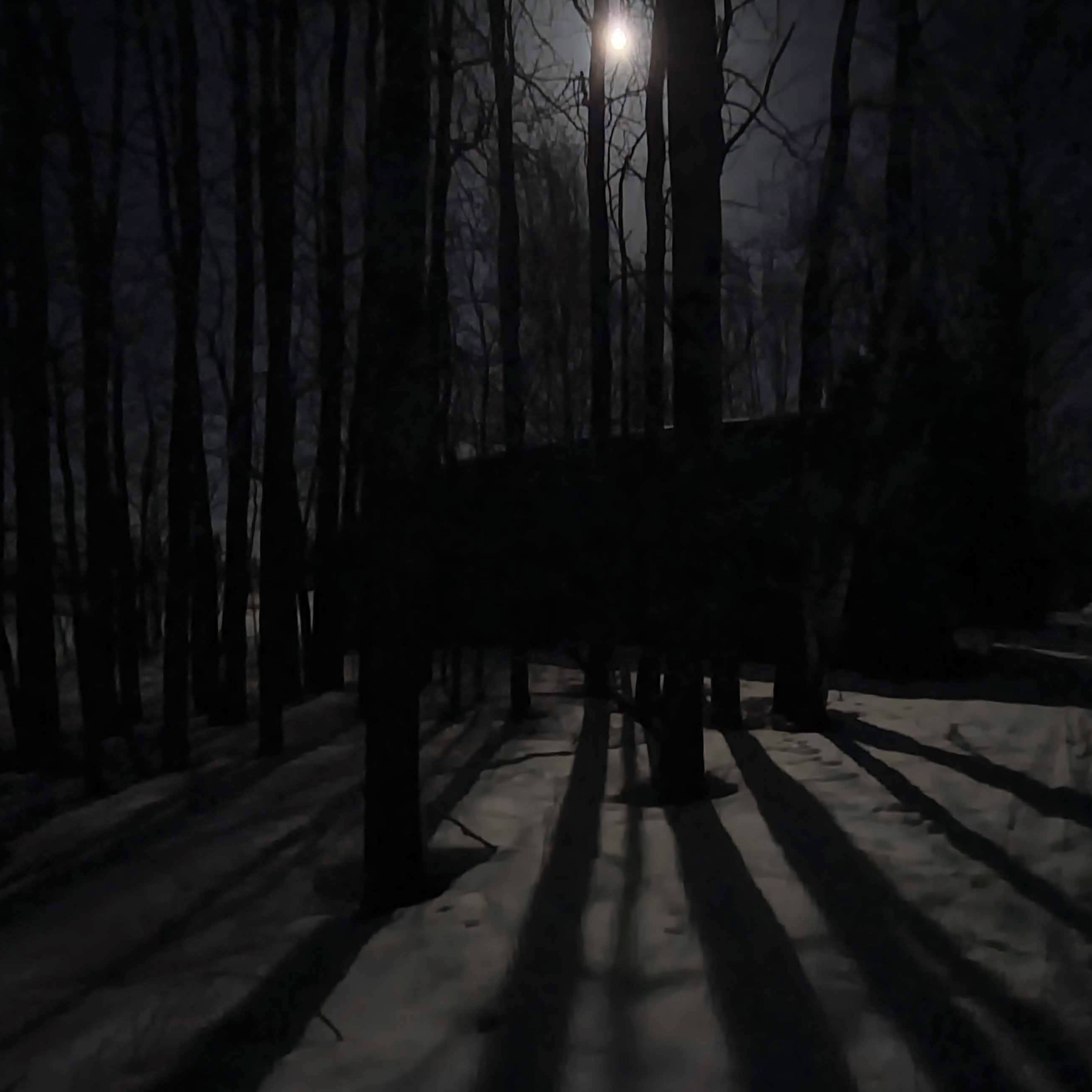  Boreal Owl episode artwork