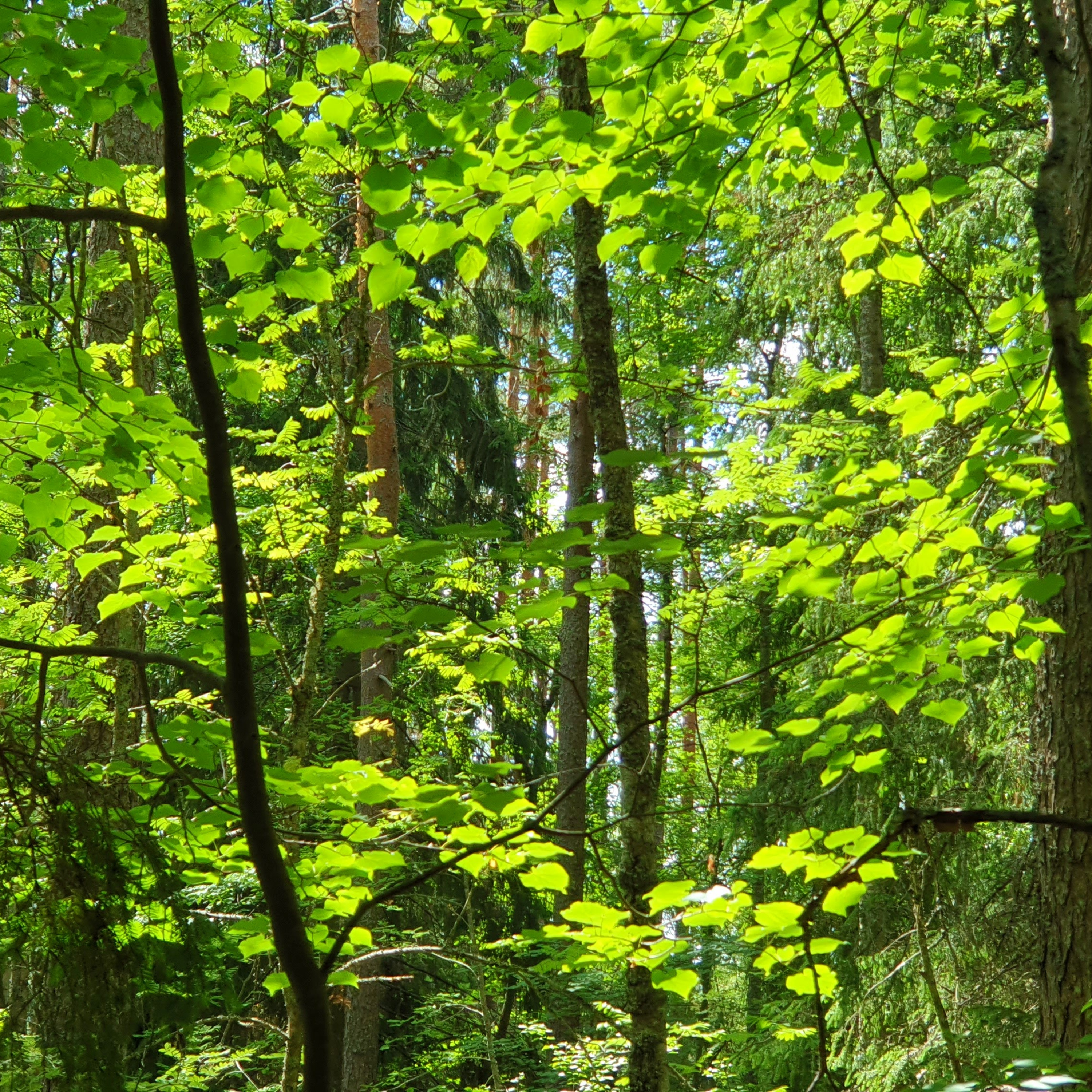 Blackcap Forest episode artwork