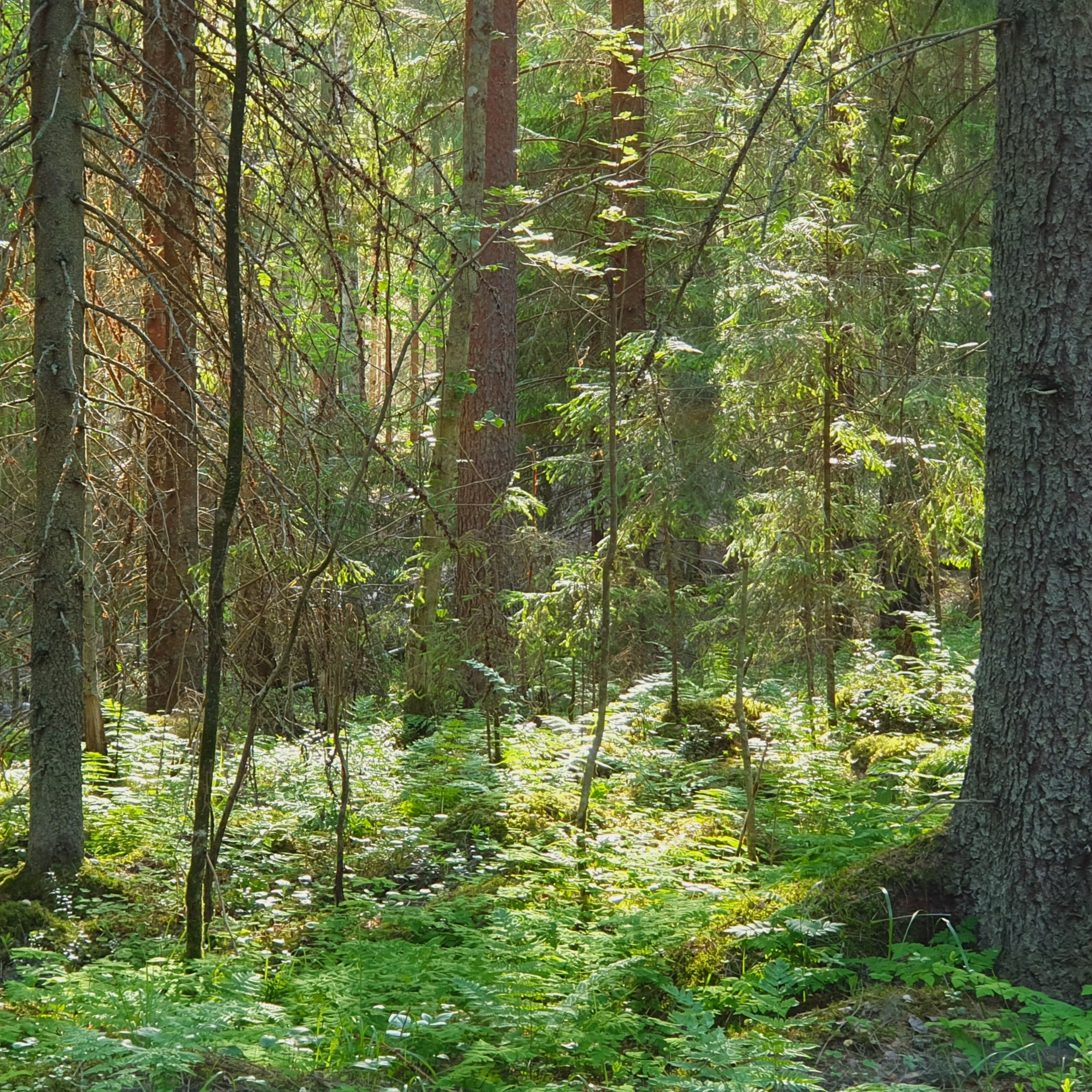 Old Spruce Forest episode artwork