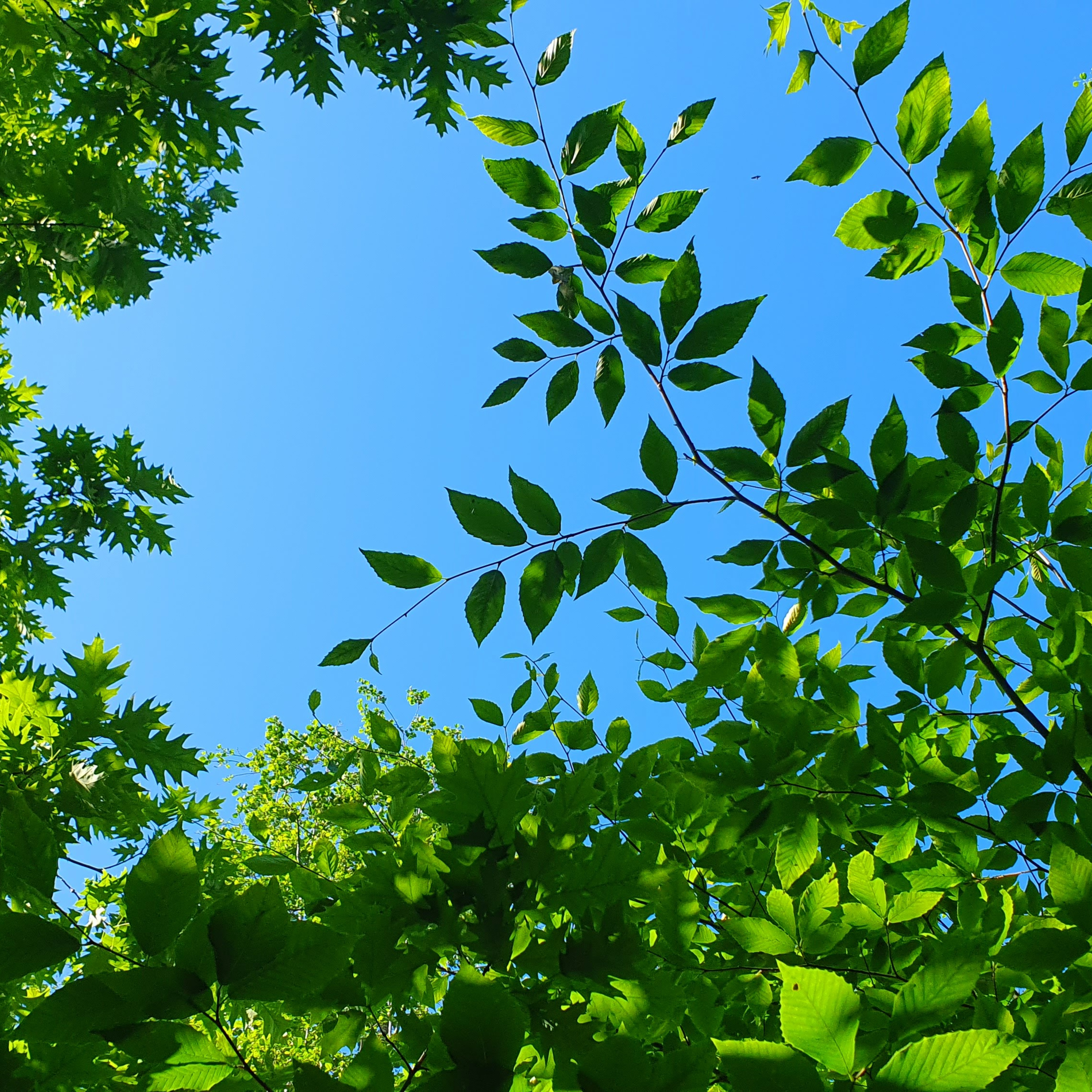 A Peaceful Summer Day