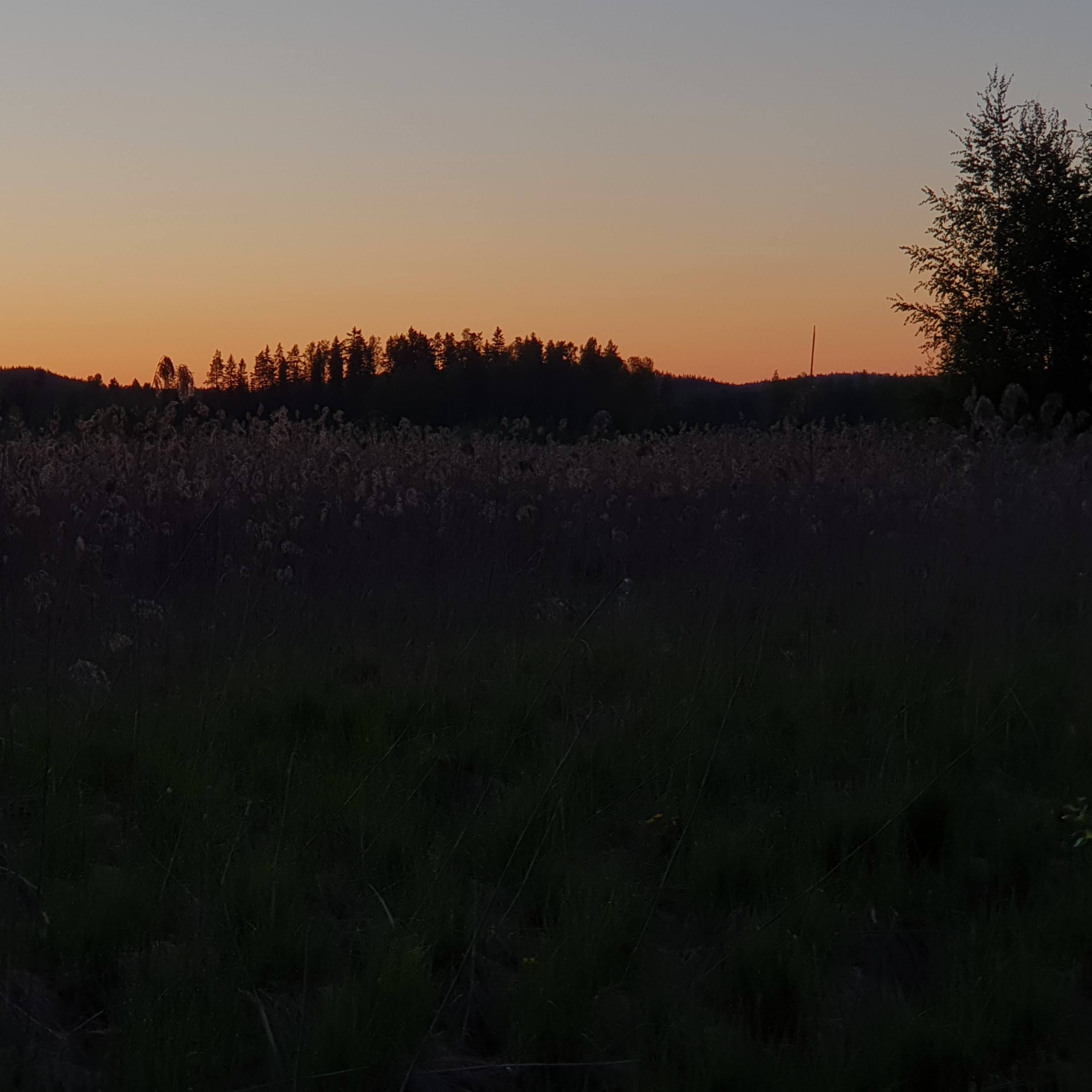 Sedge Warbler of a Summer Night episode artwork