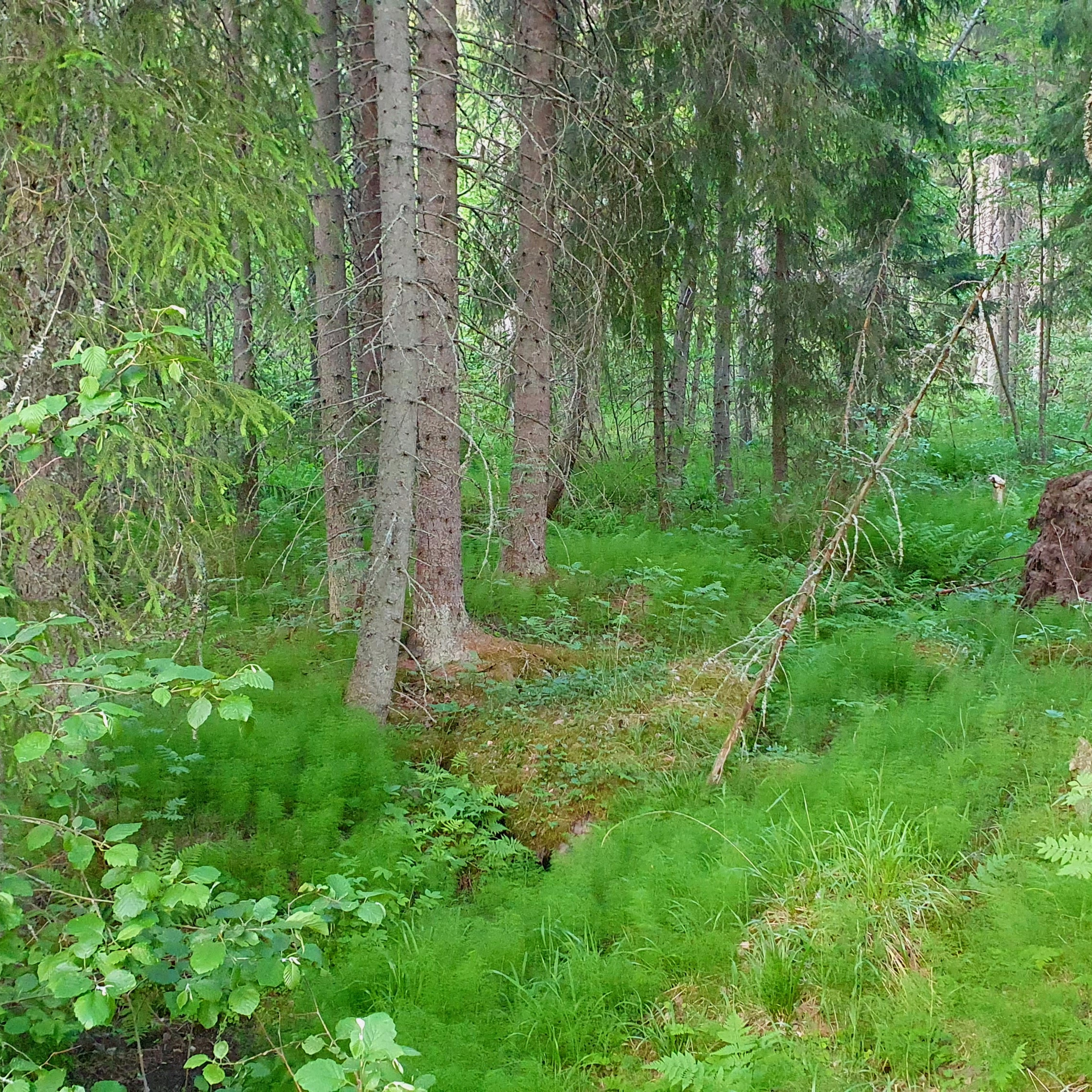 Relaxing Forest Soundscape episode artwork
