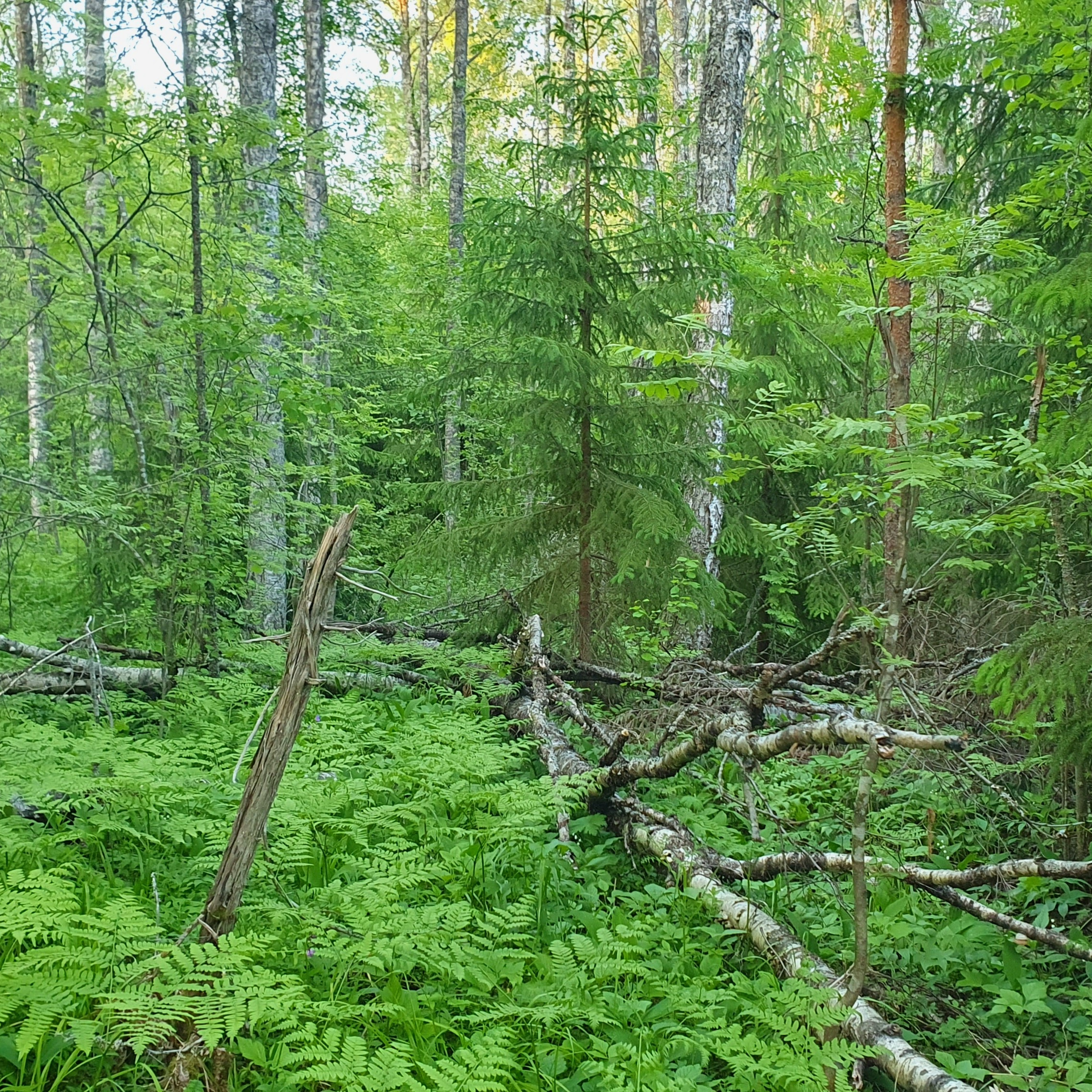 Old Birch Forest episode artwork